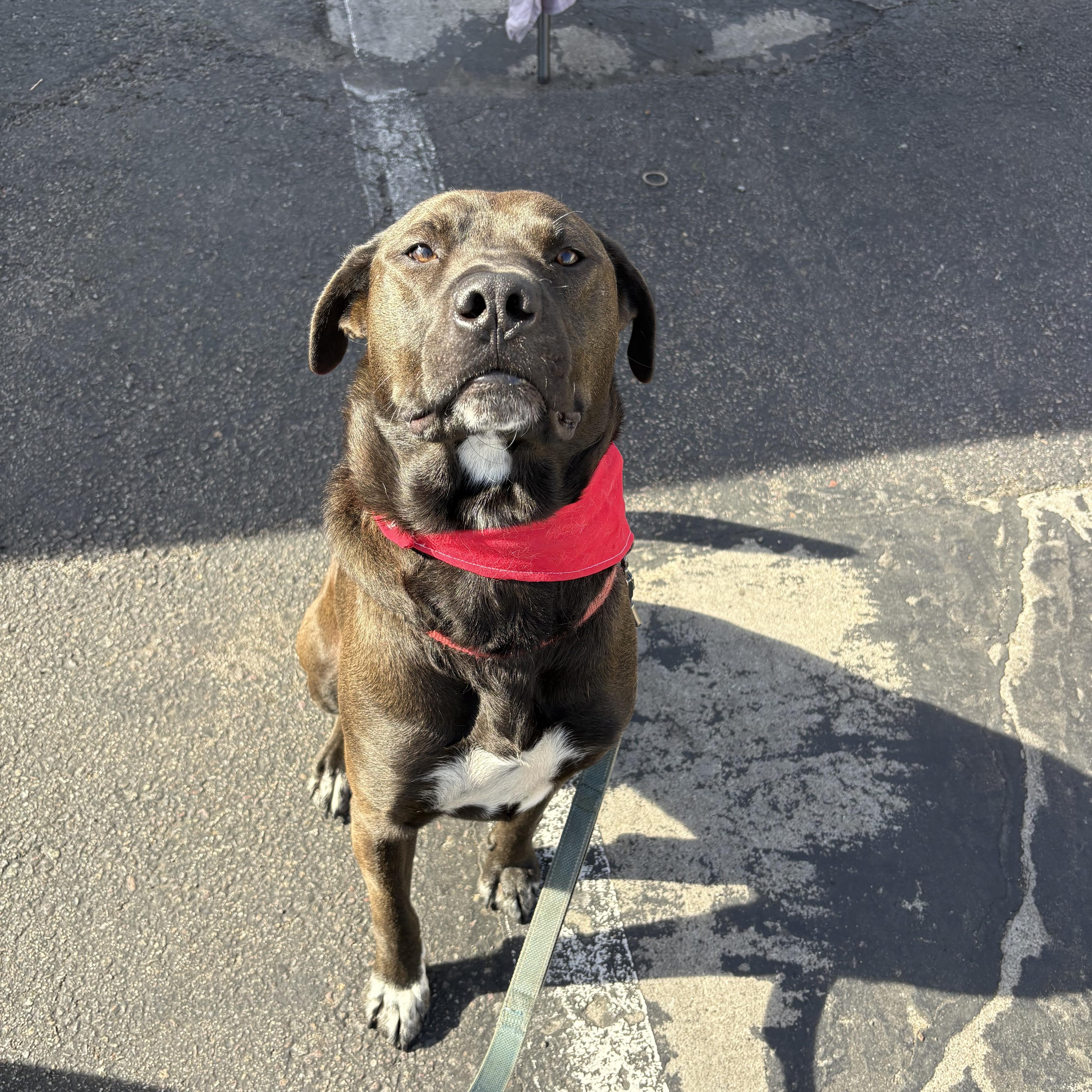 Enlarge Prancer, a Adoptable mixed breed in San Diego, CA image 1/6