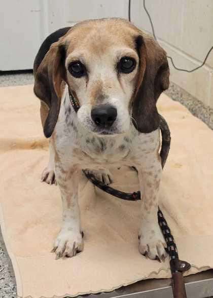 Enlarge Dorothy, a Adoptable mixed breed in Kansas City, MO image 1/1