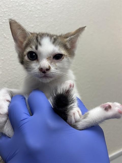 THEODORE - ADOPTION PENDING, Adoptable, Young Male Domestic Short Hair.