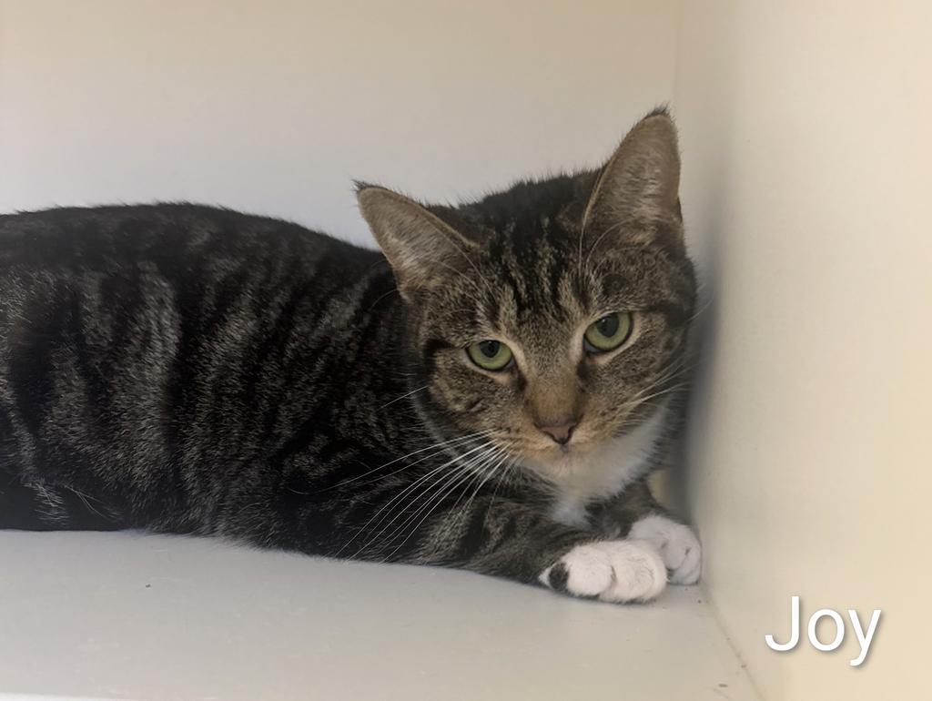 Enlarge Joy, a Adoptable mixed breed in Greenfield, IN image 2/4