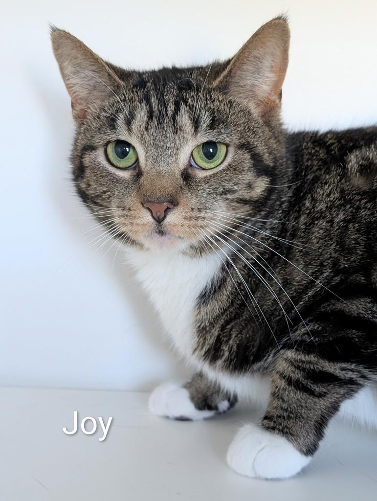 Enlarge Joy, a Adoptable mixed breed in Greenfield, IN image 3/6