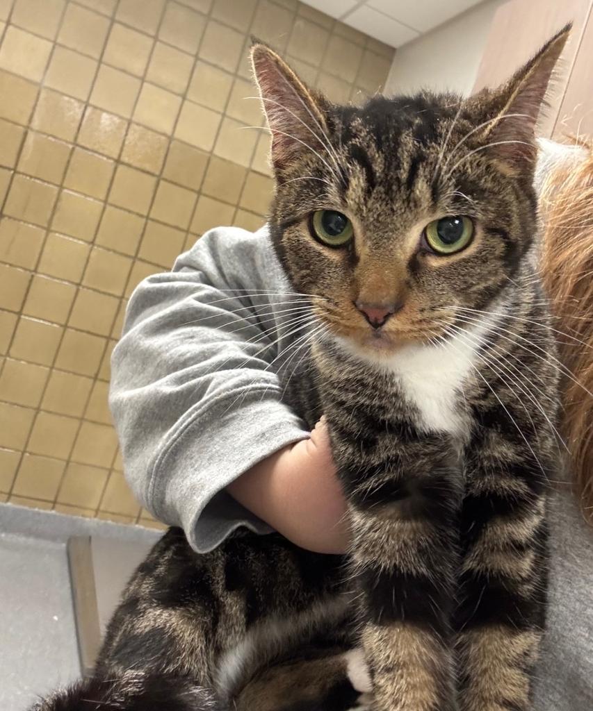 Joy, Adoptable, Young Female Domestic Short Hair.