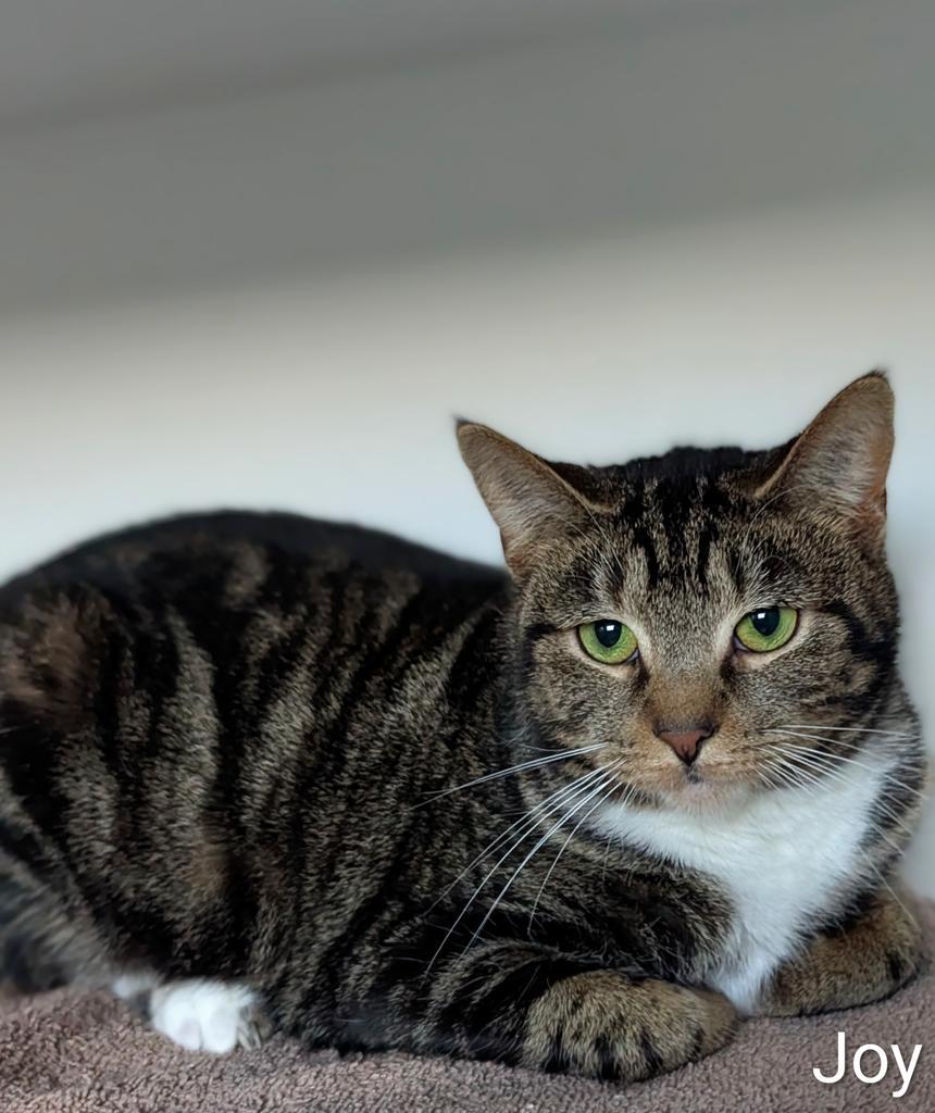 Enlarge Joy, a Adoptable mixed breed in Greenfield, IN image 4/4