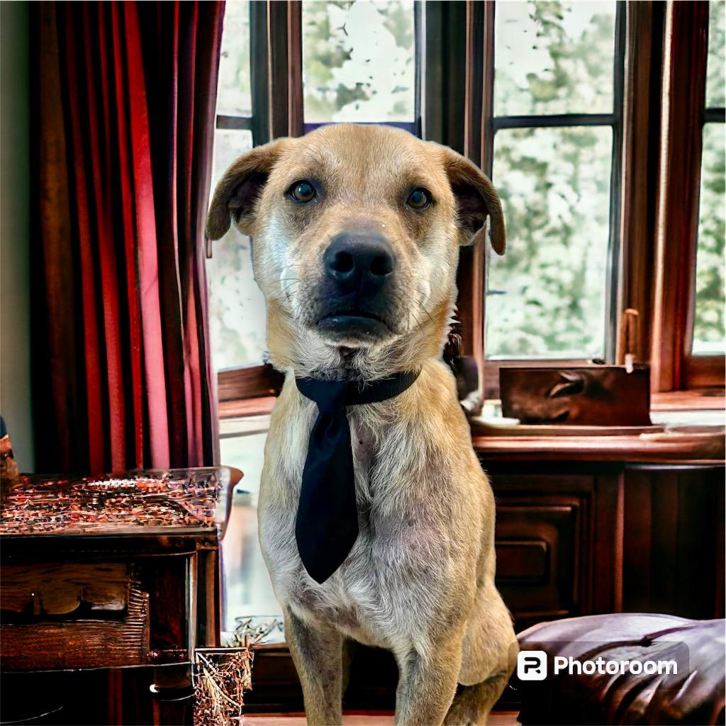 Enlarge Jingle (Buster), a Adoptable Black Mouth Cur in Cape Coral, FL image 1/2