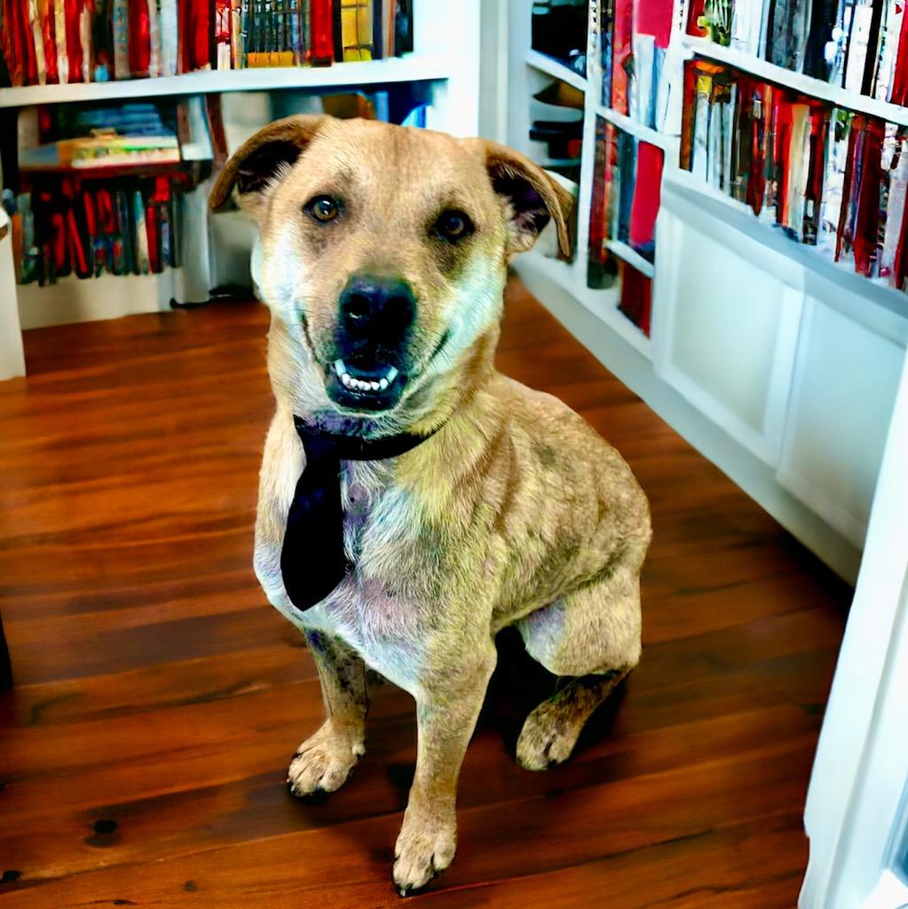 Enlarge Jingle (Buster), a Adoptable Black Mouth Cur in Cape Coral, FL image 2/2