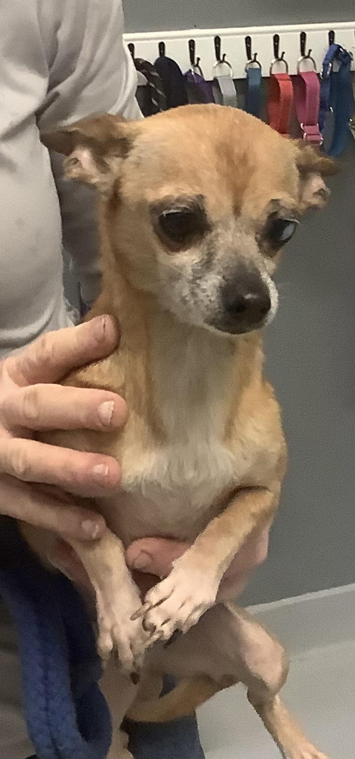 Enlarge Butter, a ADOPTABLE Chihuahua in Gloucester, VA image 2/2