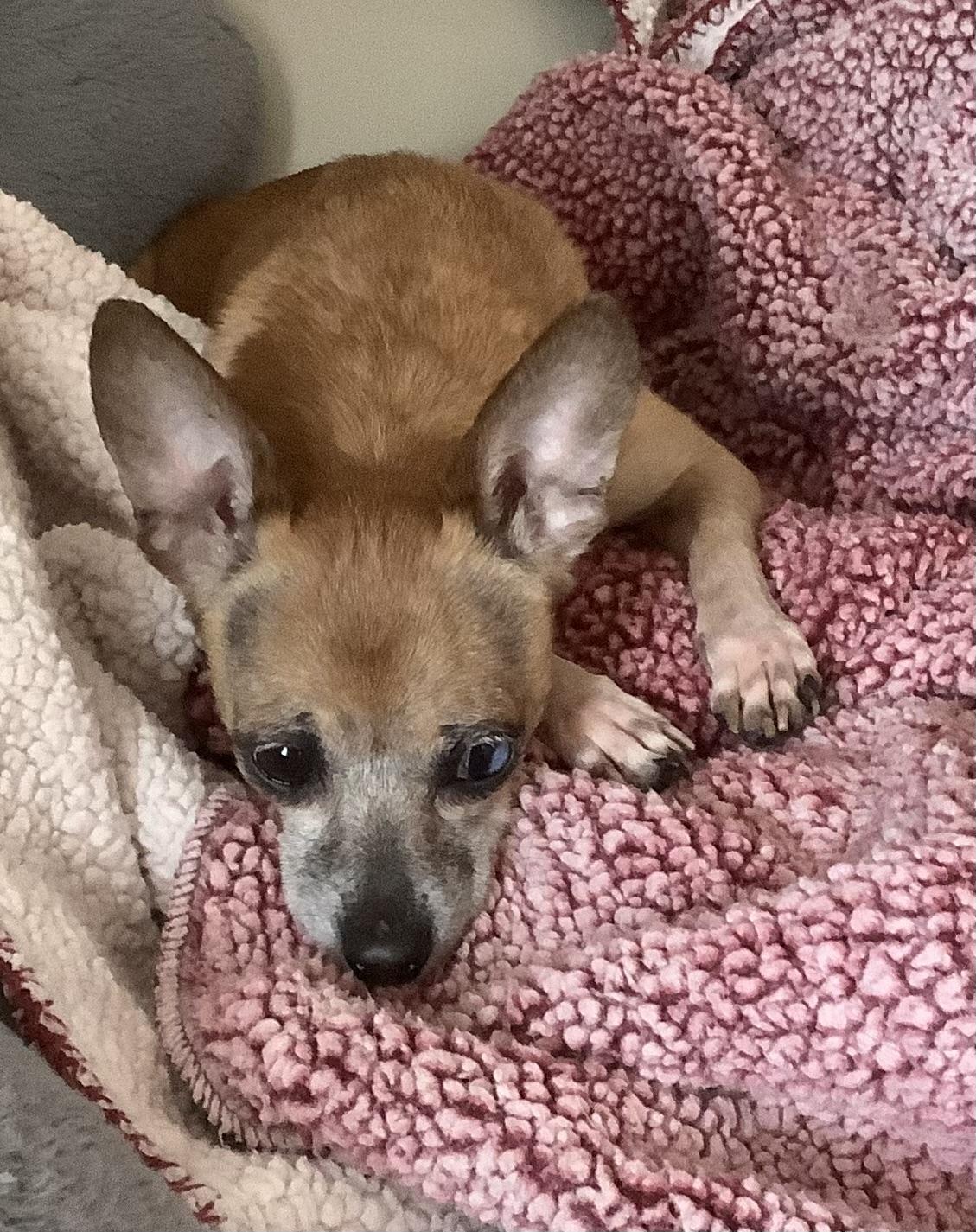 Enlarge Butter, an adopted Chihuahua in Gloucester, VA image 4/4