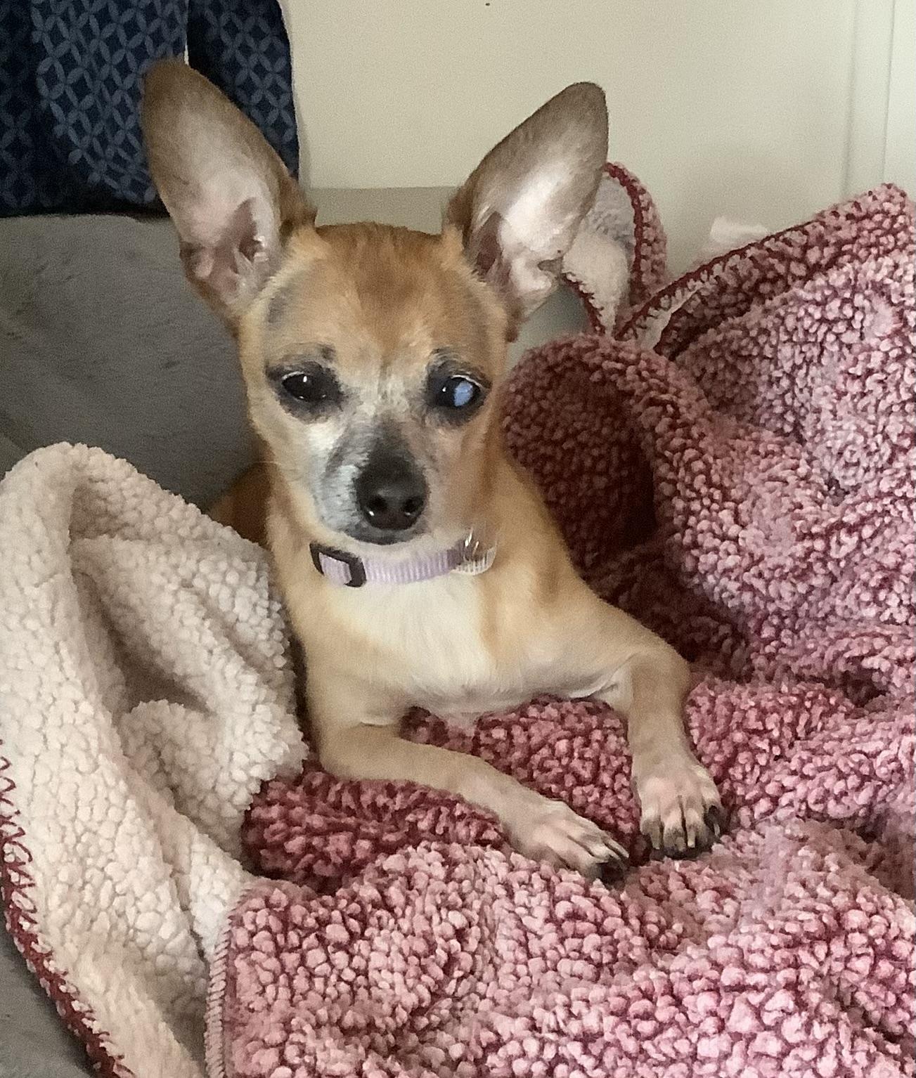 Enlarge Butter, an adopted Chihuahua in Gloucester, VA image 1/4
