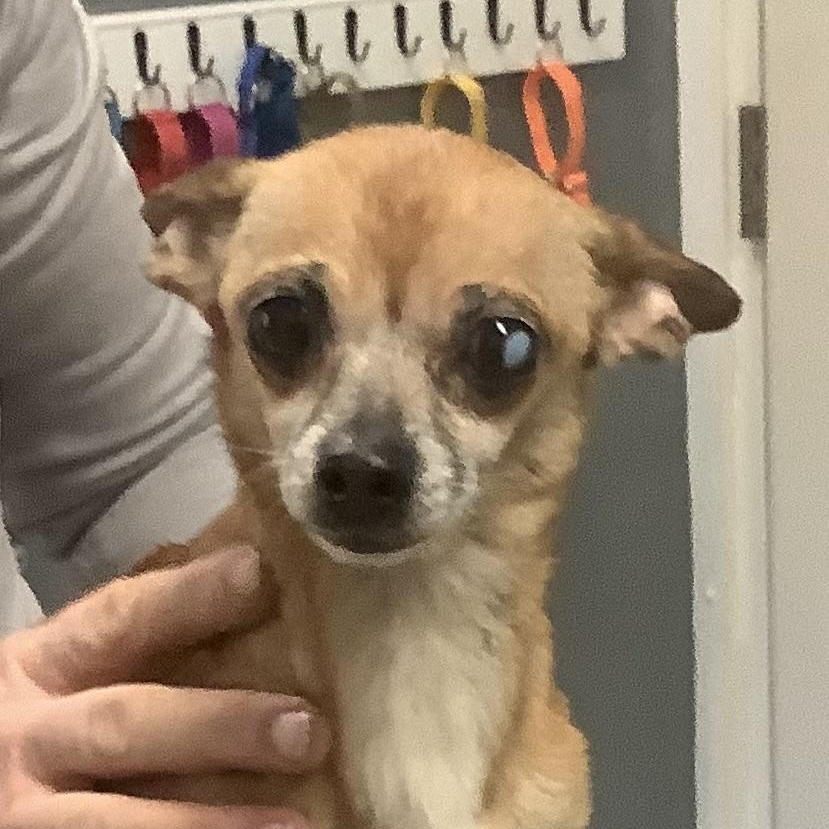 Enlarge Butter, a ADOPTABLE Chihuahua in Gloucester, VA image 1/2