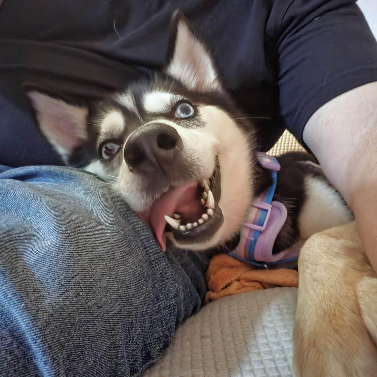Pancake, Adoptable, Adult Female Husky.