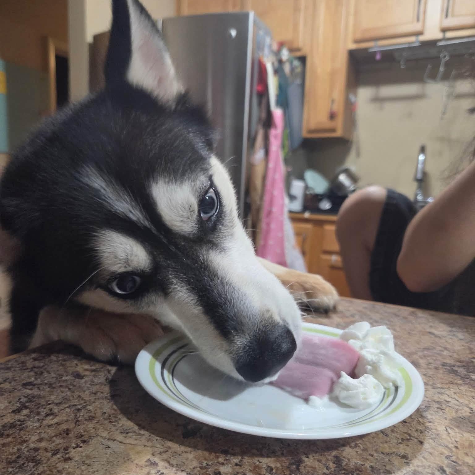 Enlarge Pancake, a Adoptable Husky in Penfield, NY image 5/6