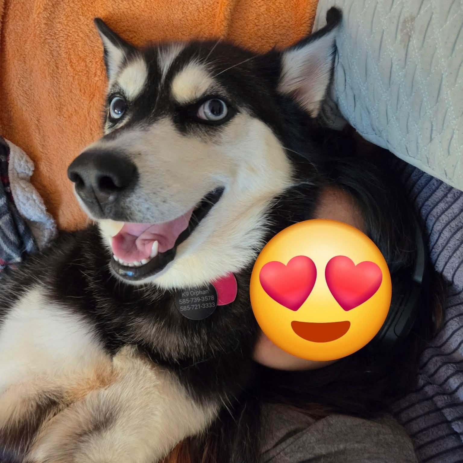 Enlarge Pancake, a Adoptable Husky in Penfield, NY image 6/6