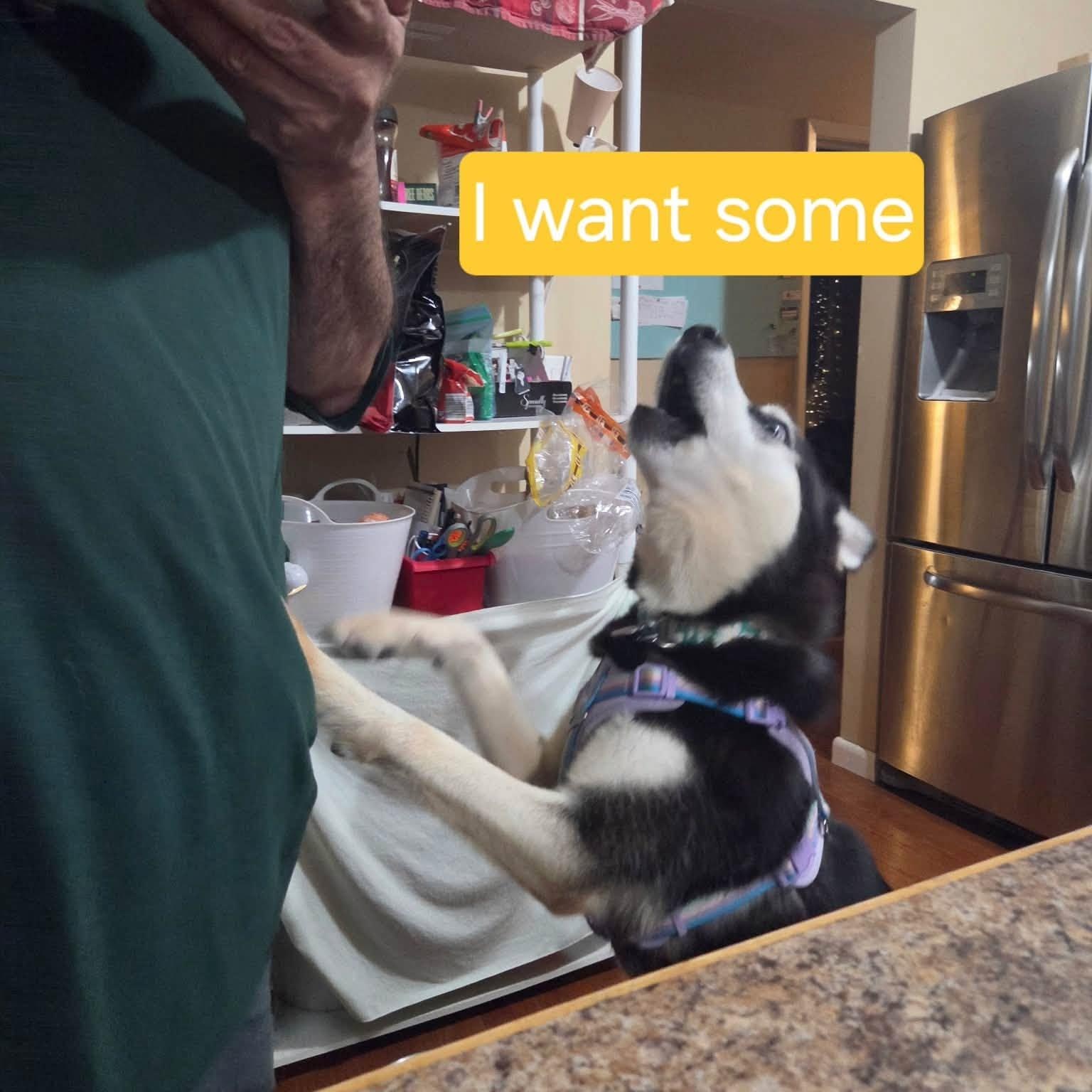 Enlarge Pancake, a Adoptable Husky in Penfield, NY image 2/6