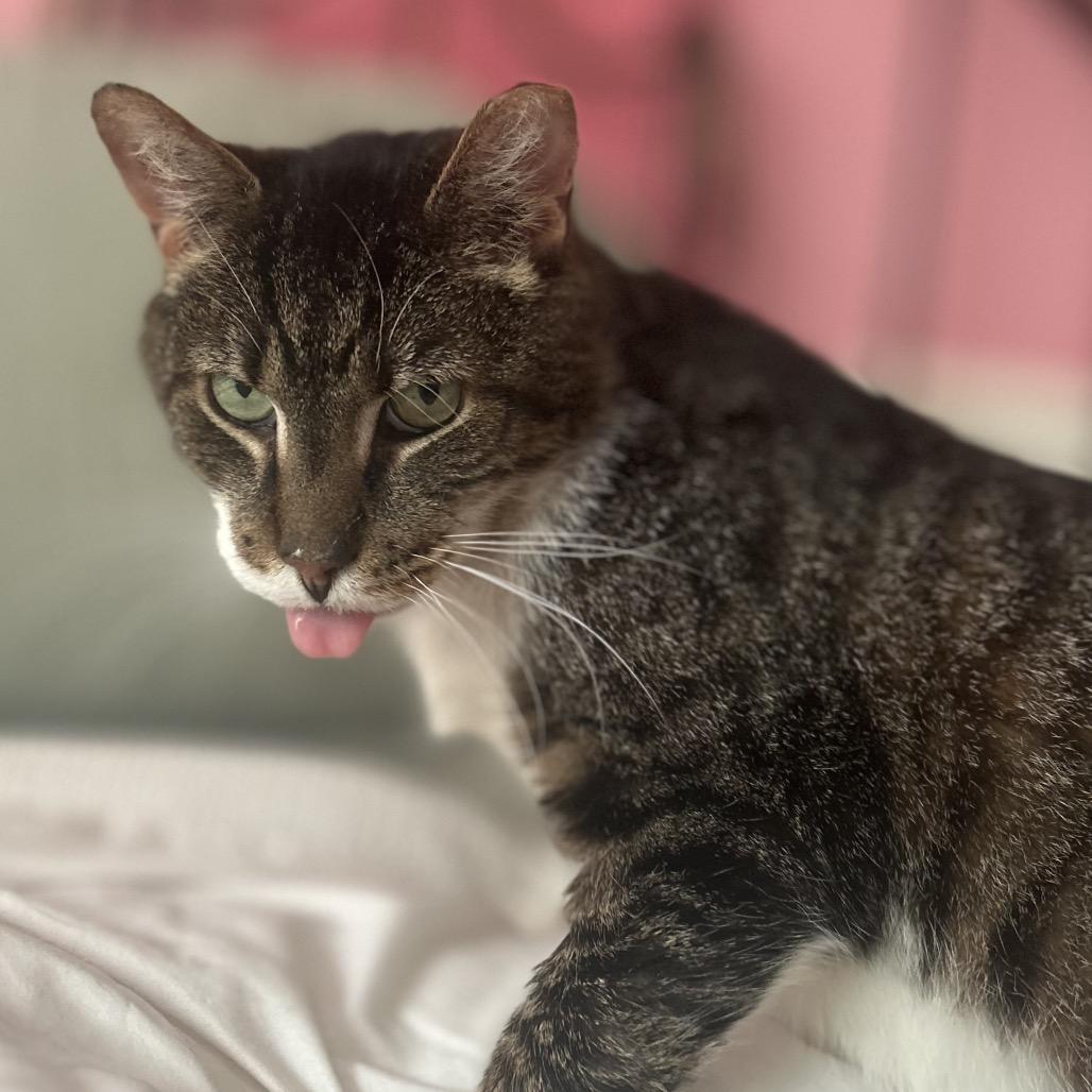 Enlarge Patrick, a Adoptable Domestic Short Hair in Philadelphia, PA image 1/6