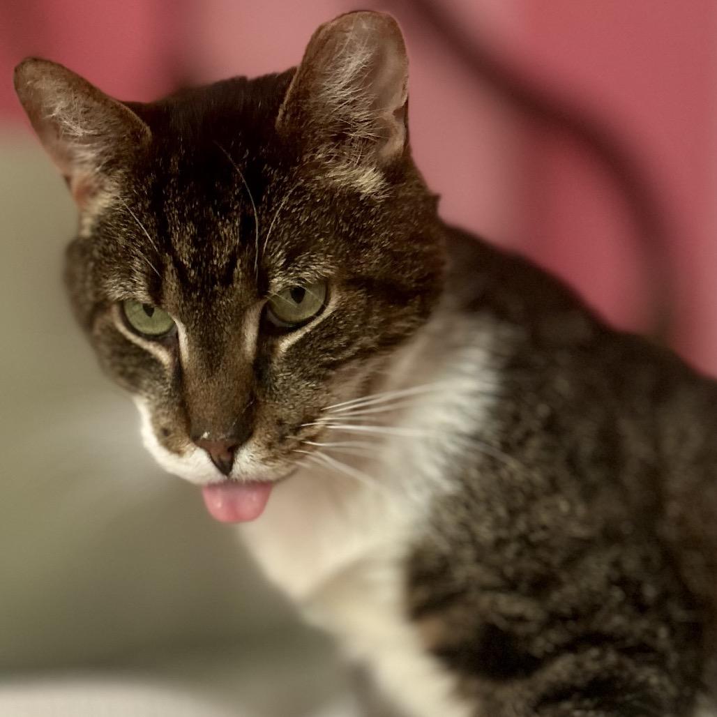Enlarge Patrick, a Adoptable Domestic Short Hair in Philadelphia, PA image 2/6