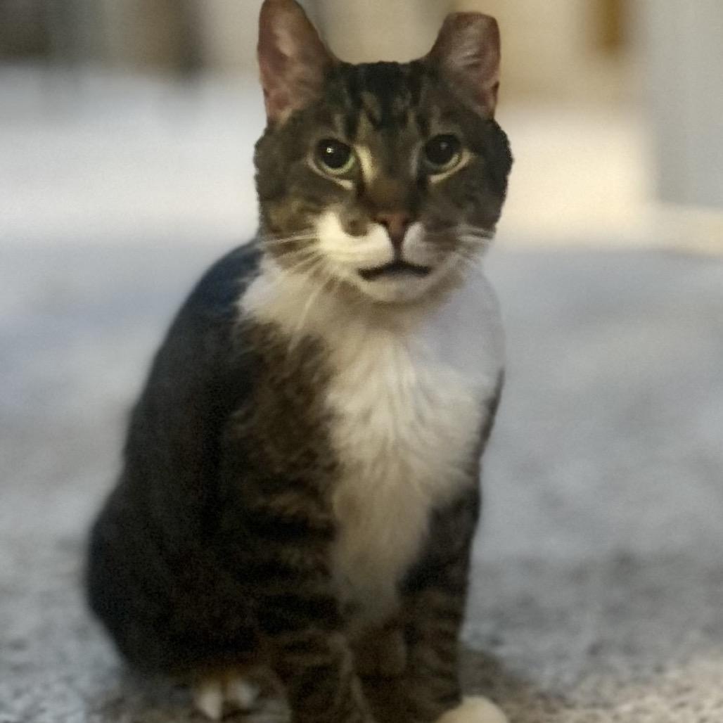 Enlarge Patrick, a Adoptable Domestic Short Hair in Philadelphia, PA image 3/6