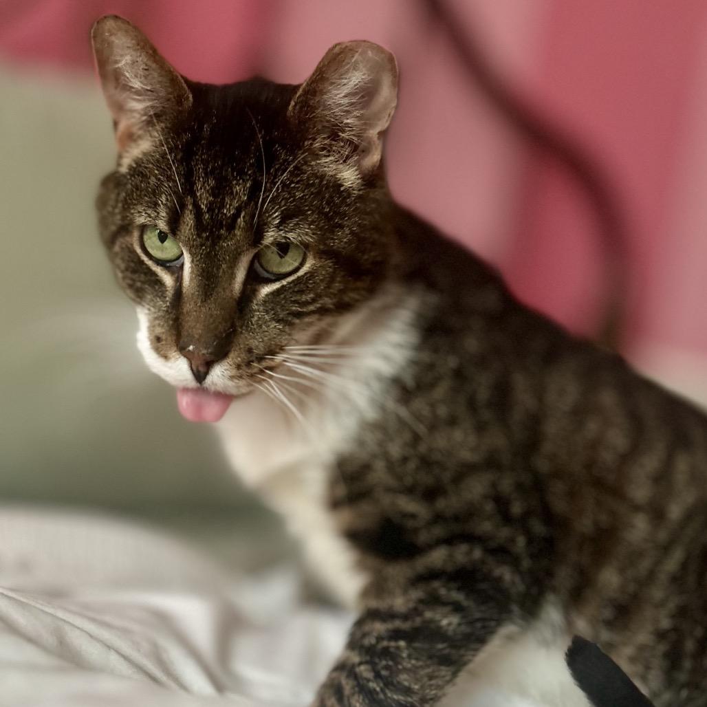Enlarge Patrick, a Adoptable Domestic Short Hair in Philadelphia, PA image 4/6