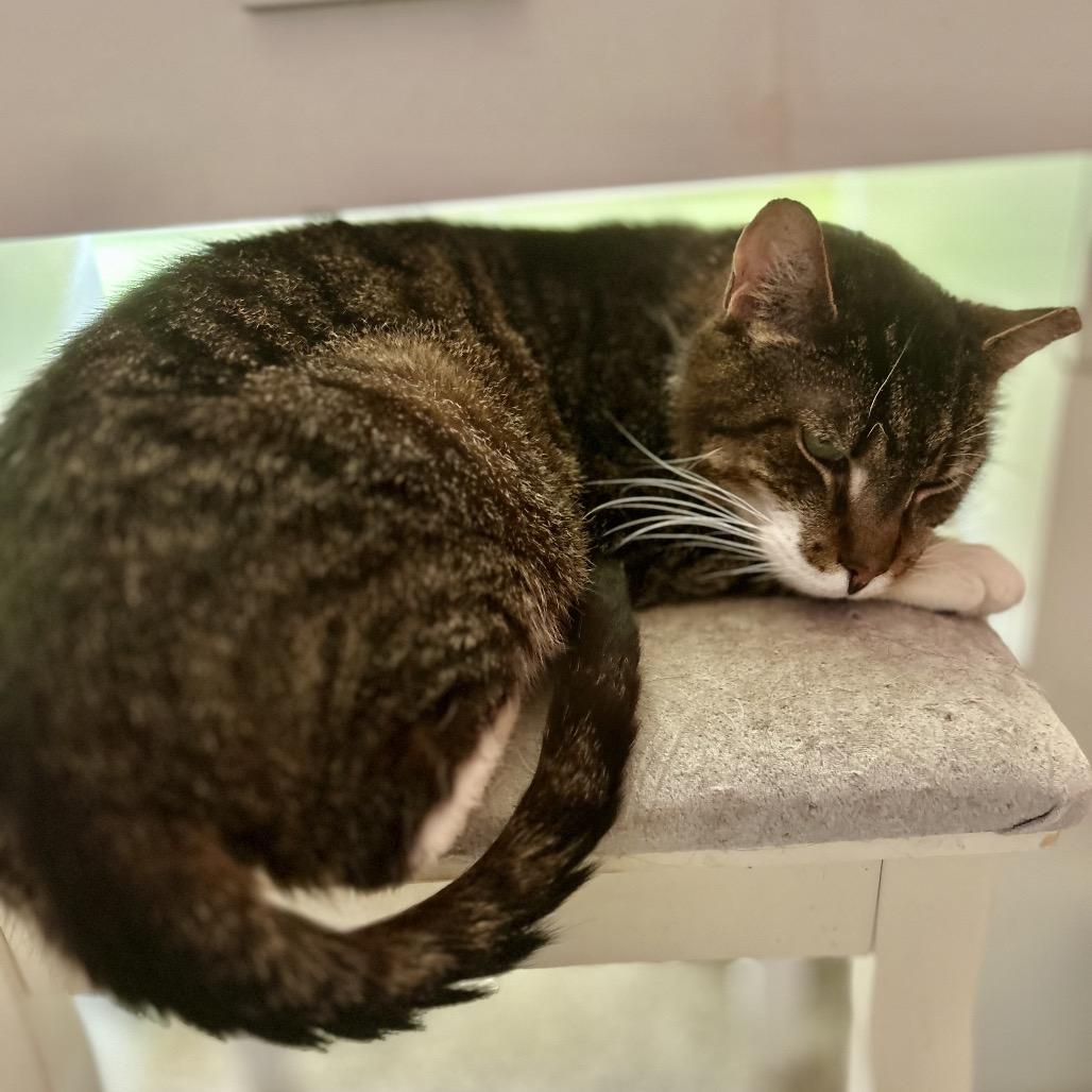 Enlarge Patrick, a Adoptable Domestic Short Hair in Philadelphia, PA image 5/6
