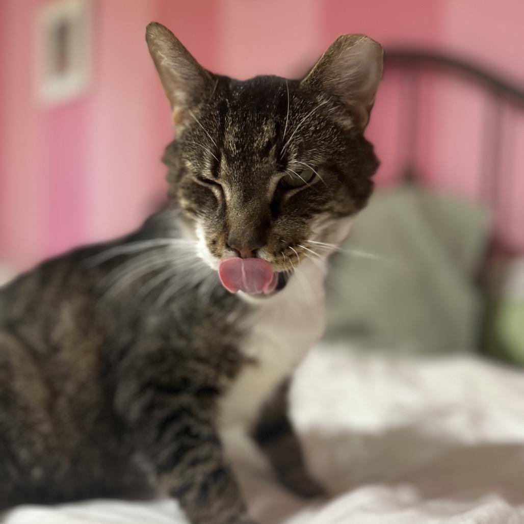 Enlarge Patrick, a Adoptable Domestic Short Hair in Philadelphia, PA image 6/6