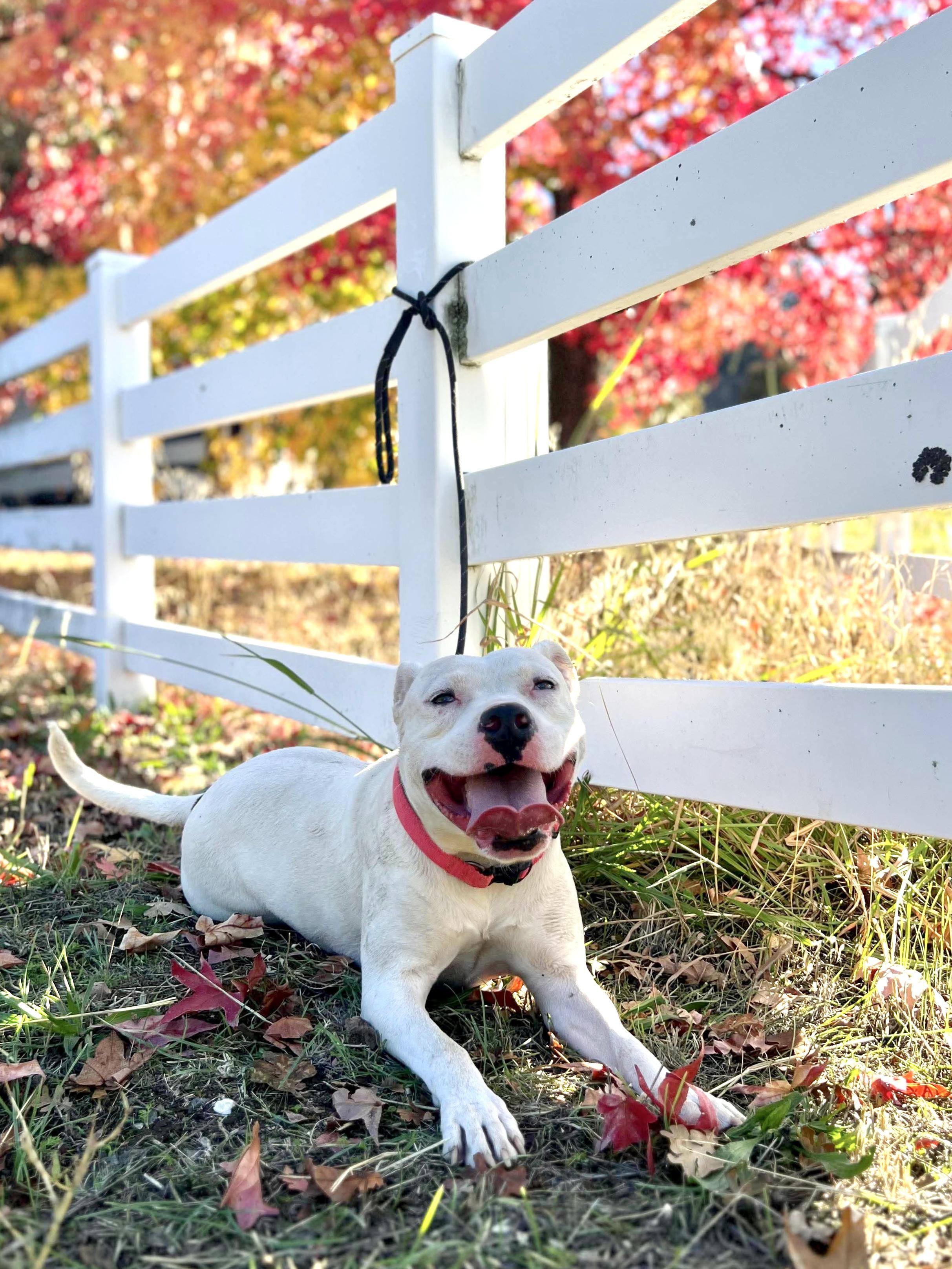 Enlarge Mickey, a Adoptable mixed breed in Newcastle, CA image 2/6