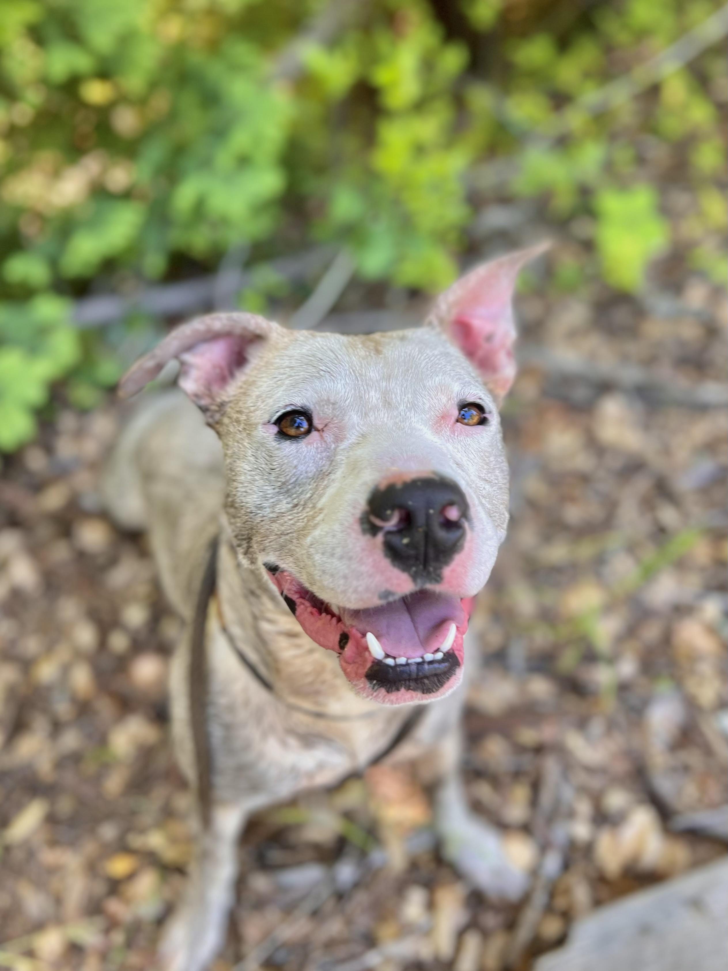 Enlarge Mickey, a Adoptable mixed breed in Newcastle, CA image 4/6