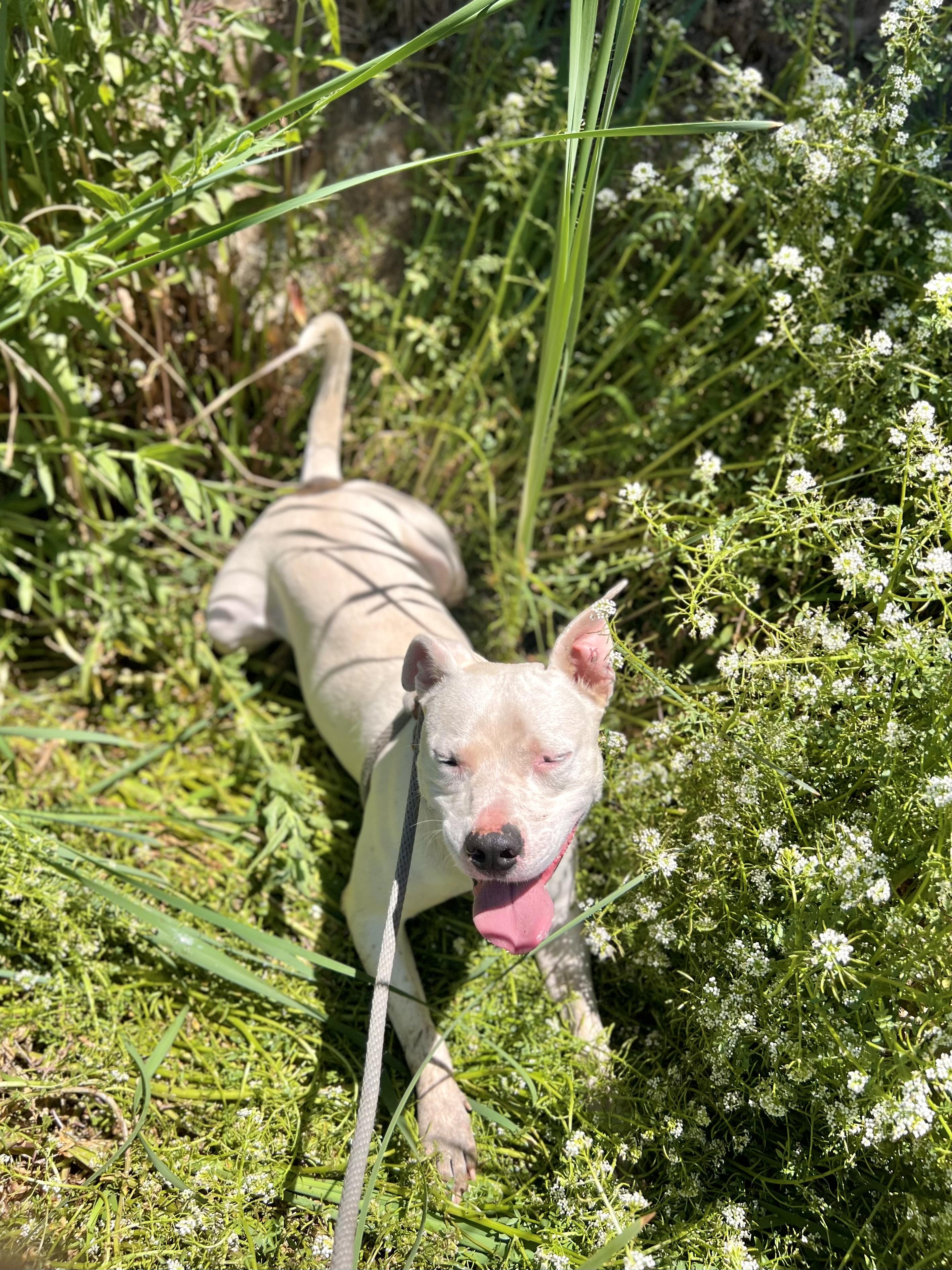 Enlarge Mickey, a Adoptable mixed breed in Newcastle, CA image 3/6
