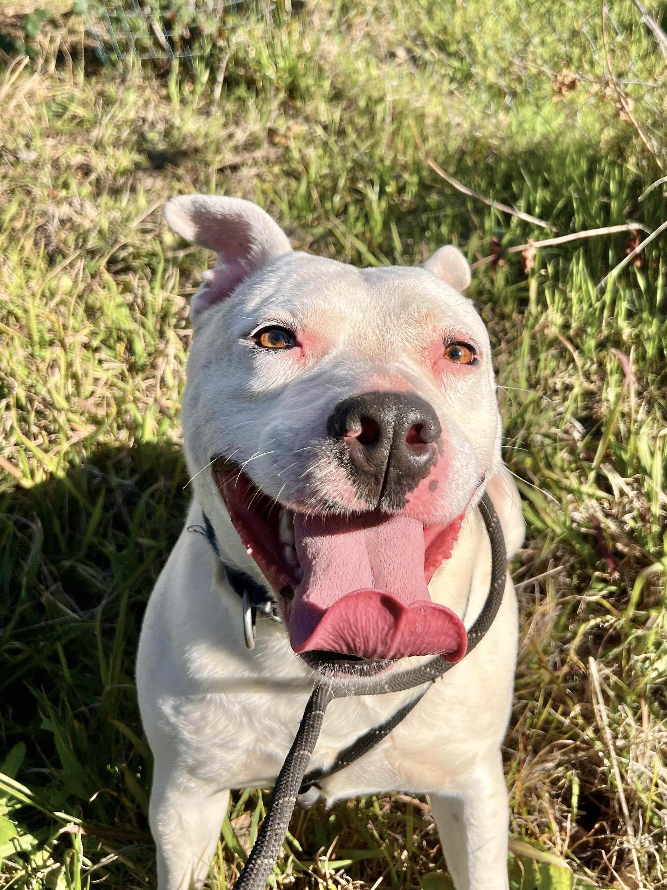 Enlarge Mickey, a Adoptable mixed breed in Newcastle, CA image 6/6