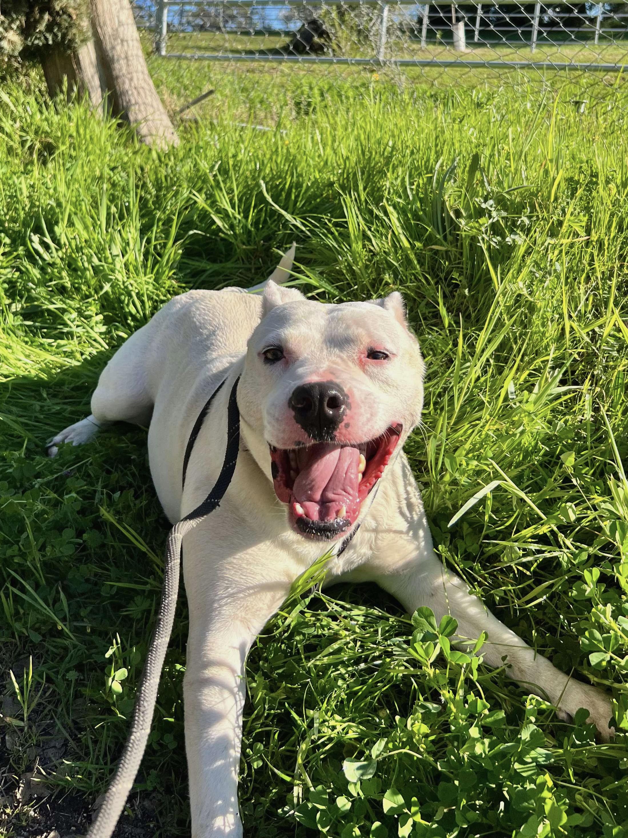 Enlarge Mickey, a Adoptable mixed breed in Newcastle, CA image 5/6