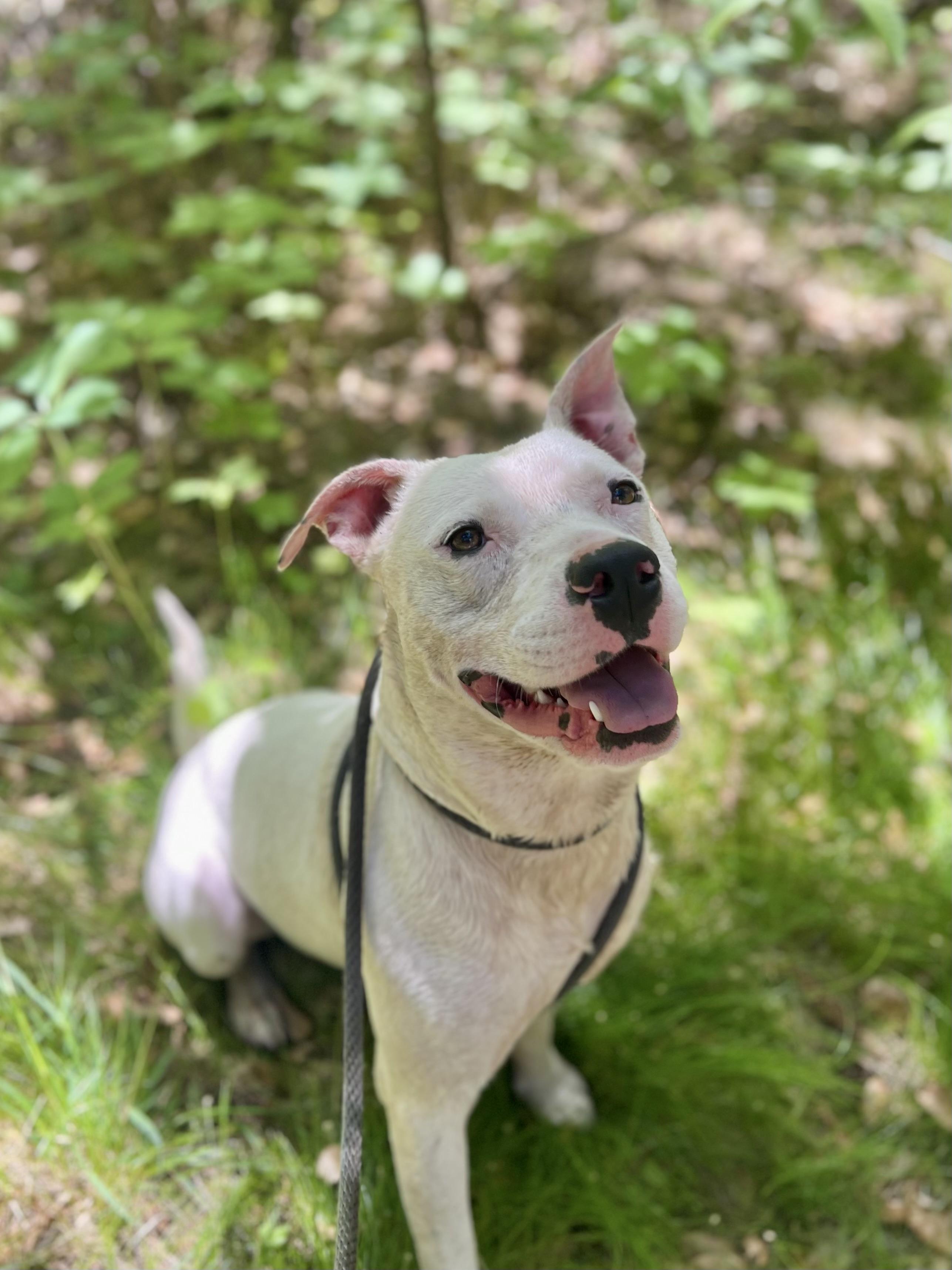 Mickey, Adoptable, Adult Male Pit Bull Terrier & Dogo Argentino.