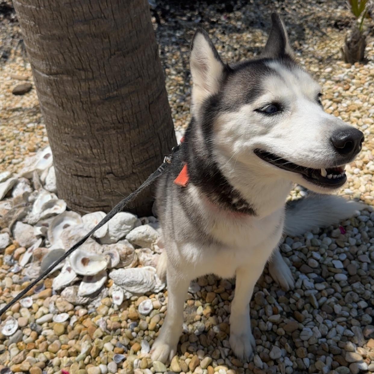 Enlarge Rylee, a ADOPTABLE Husky in High Point, NC image 5/6