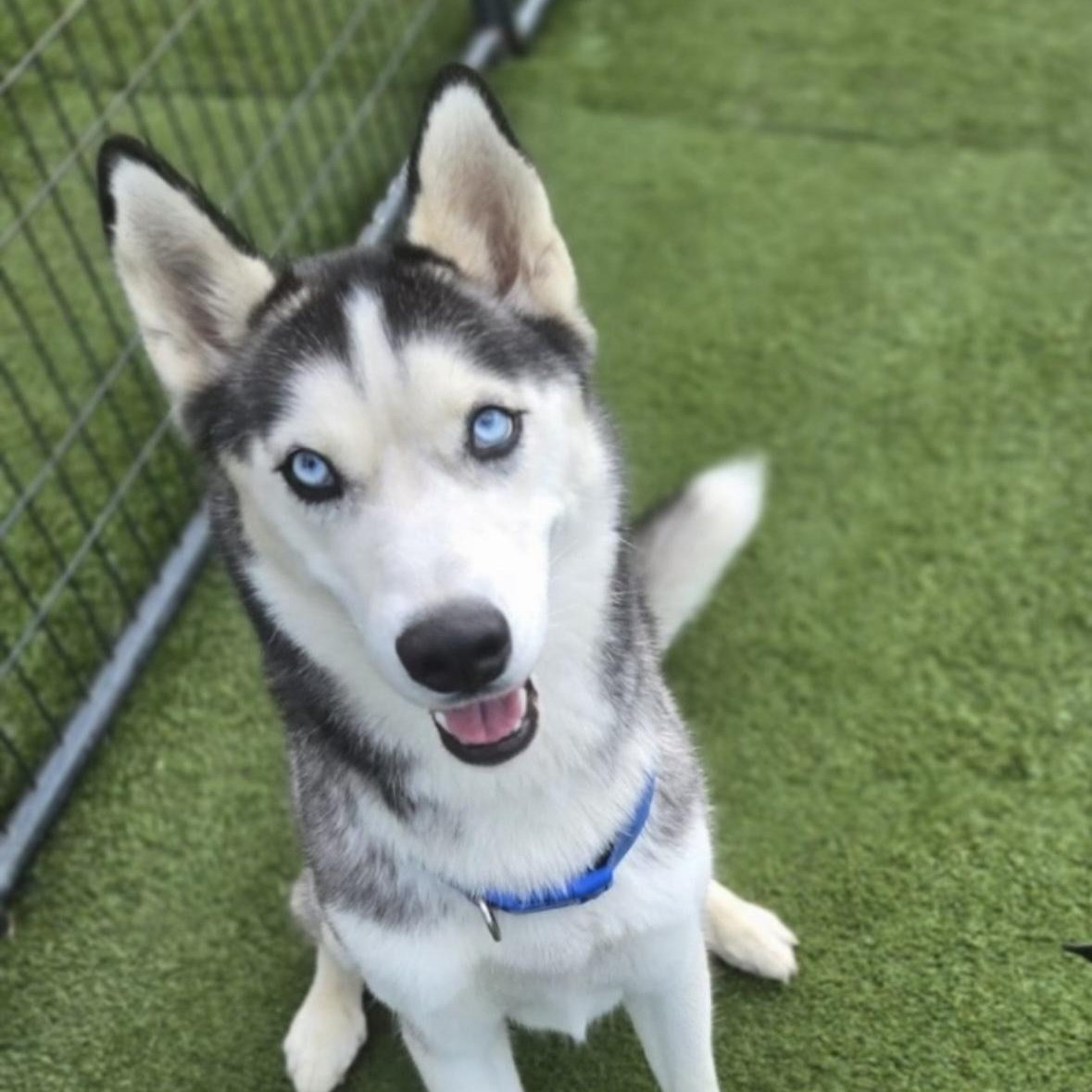 Enlarge Rylee, a ADOPTABLE Husky in High Point, NC image 1/3