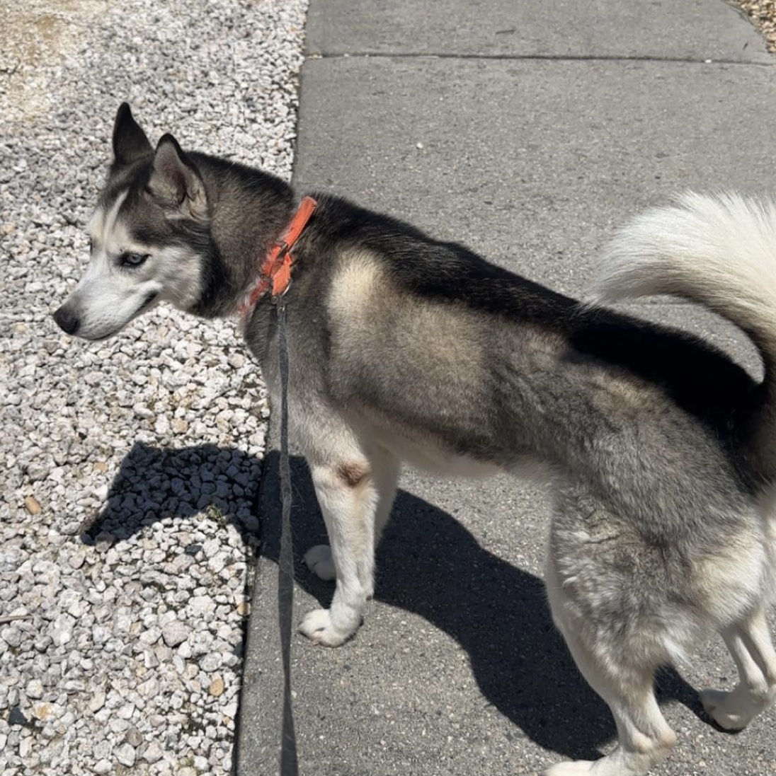 Rylee, ADOPTABLE, Adult Female Husky.