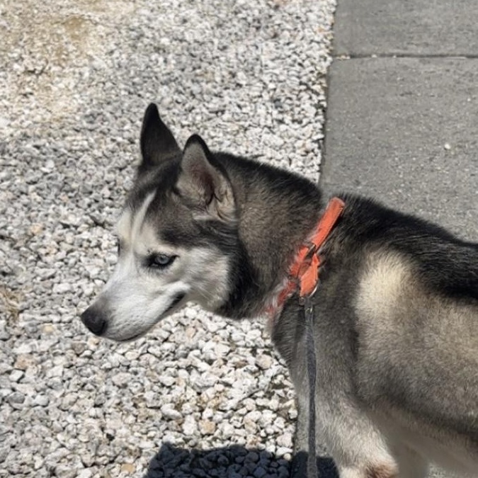Enlarge Rylee, a ADOPTABLE Husky in High Point, NC image 2/6
