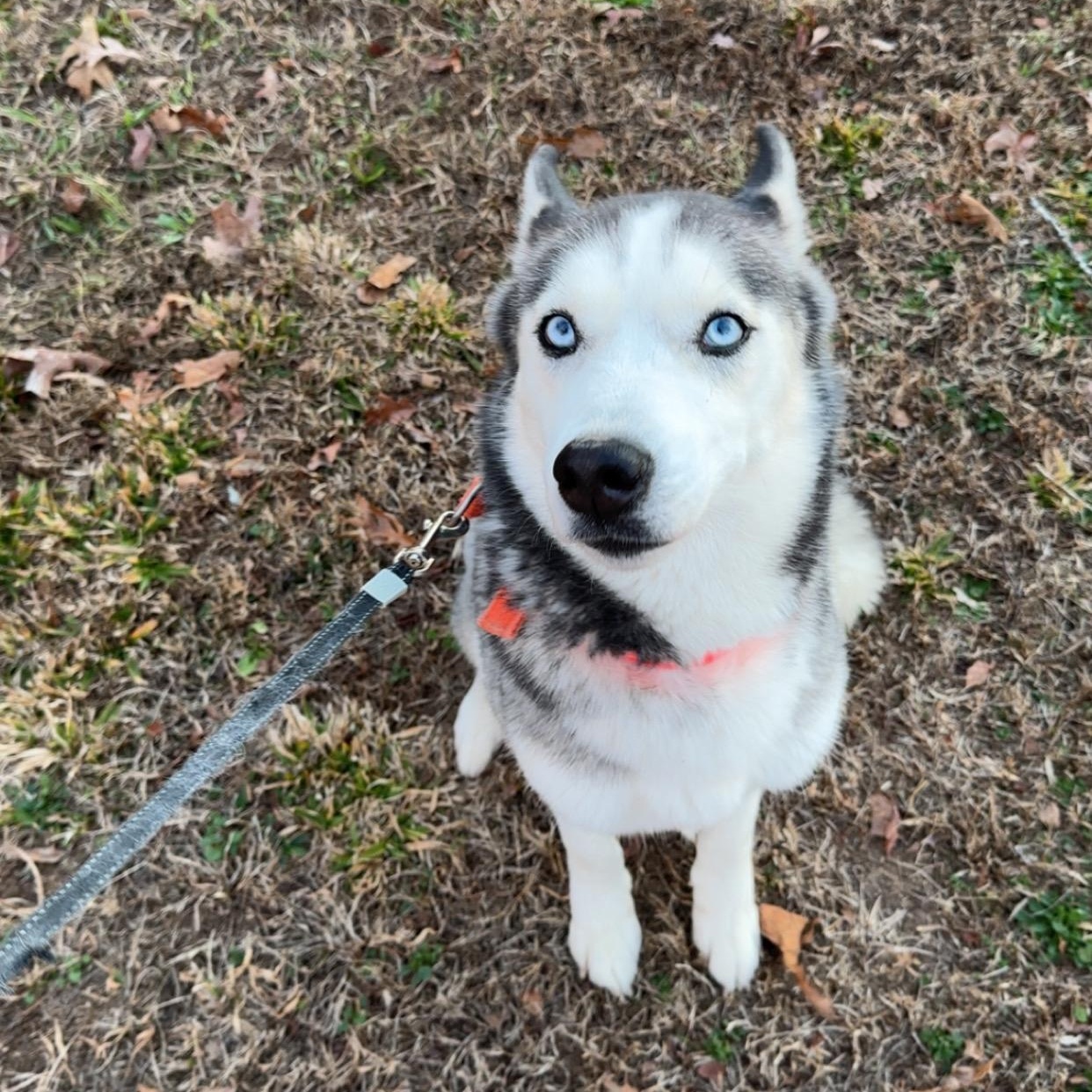 Enlarge Rylee, a ADOPTABLE Husky in High Point, NC image 3/3