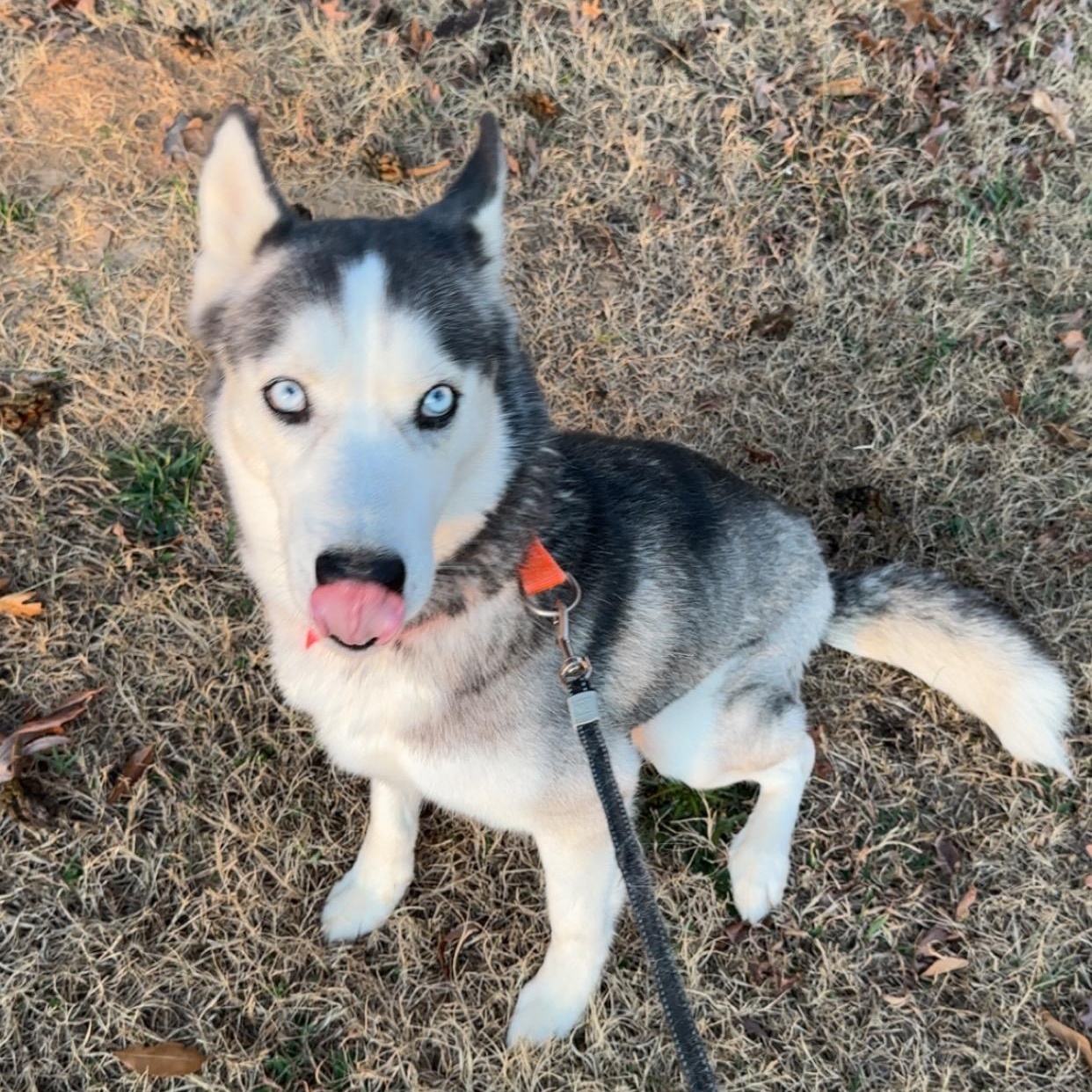 Enlarge Rylee, a ADOPTABLE Husky in High Point, NC image 2/3