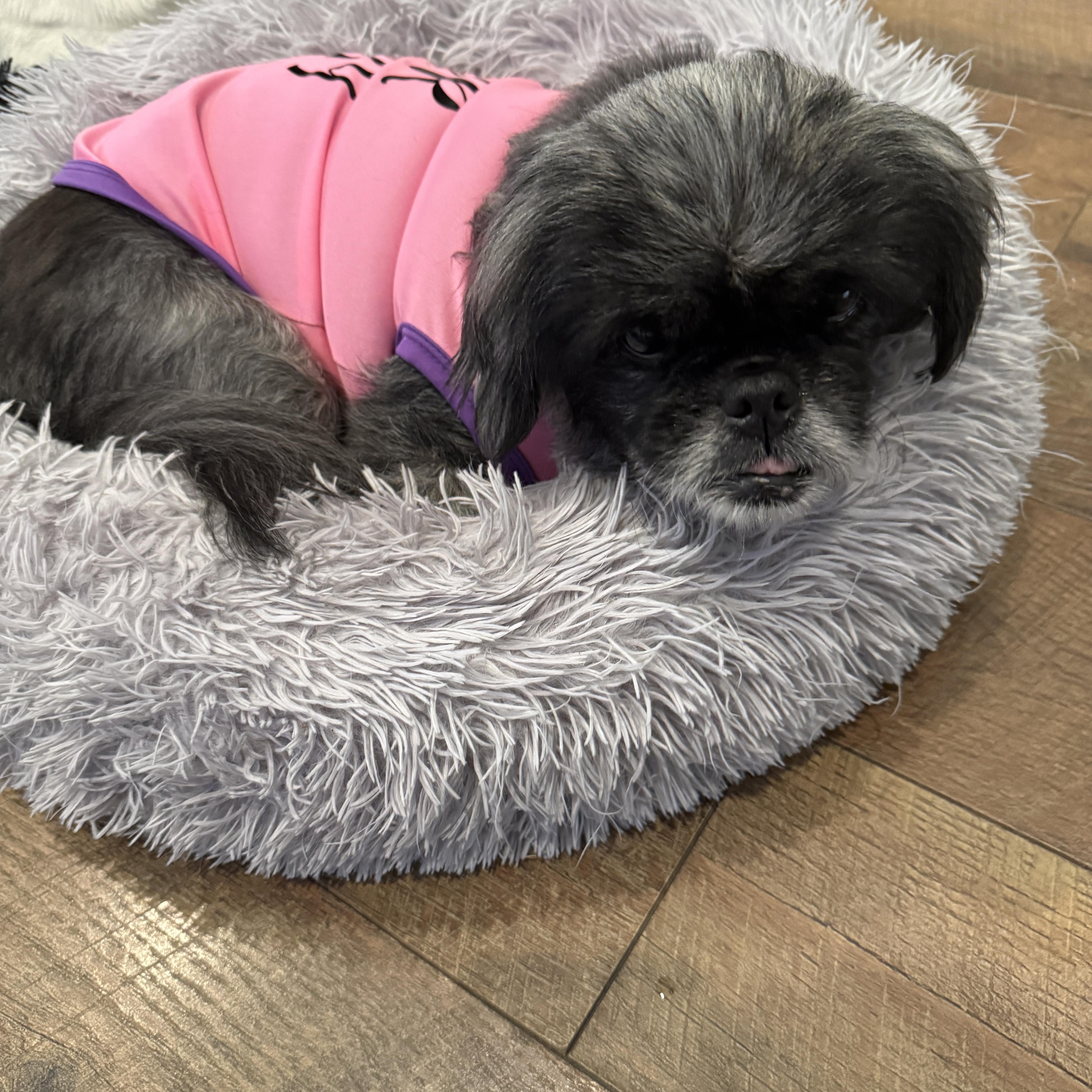 Enlarge Holly, an adopted mixed breed in Bradenton, FL image 2/3