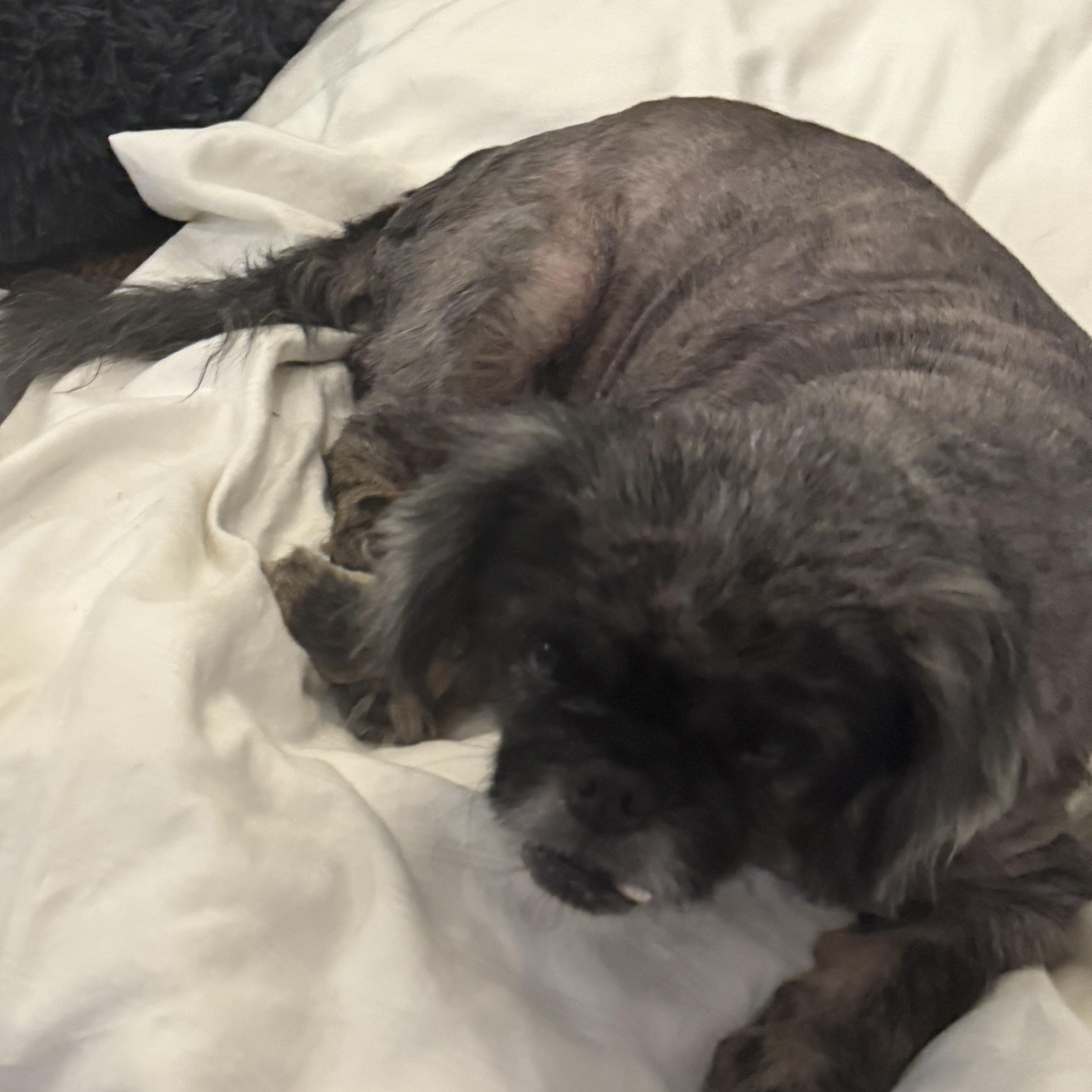 Holly, a Adoptable mixed breed in Bradenton, FL image 5/5