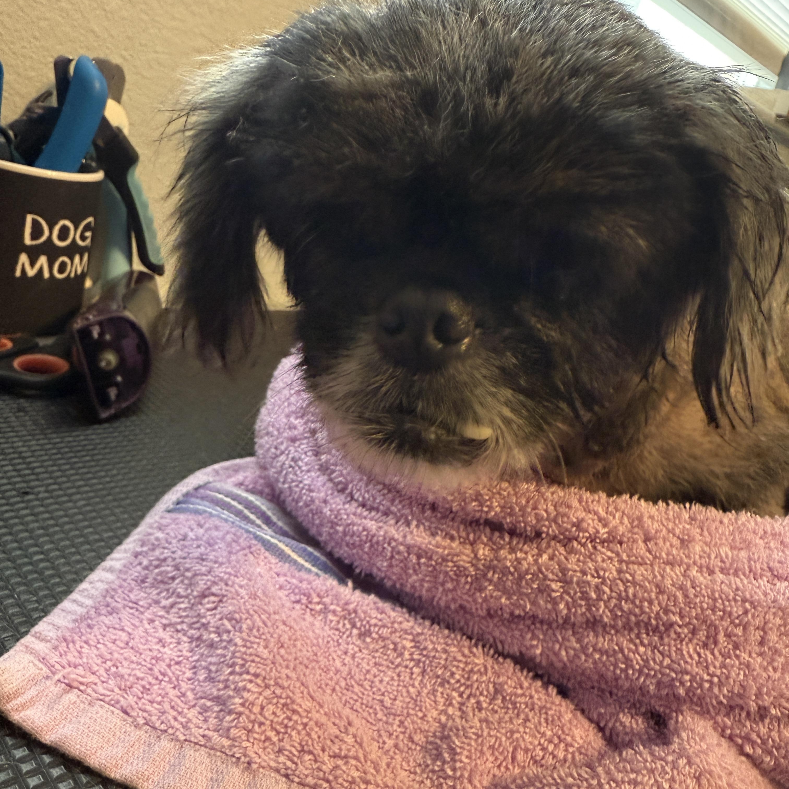 Holly, a Adoptable mixed breed in Bradenton, FL image 3/5