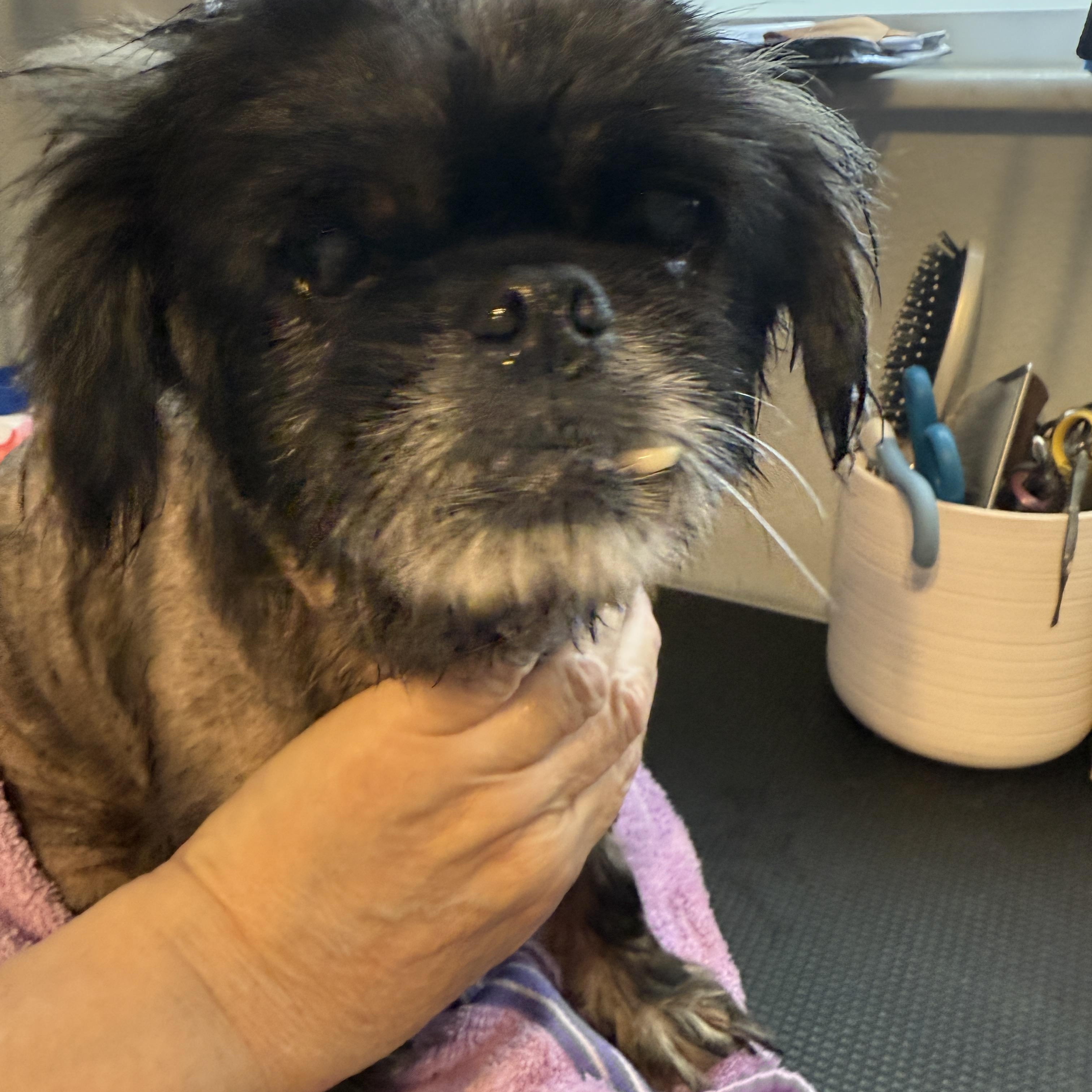 Holly, Adoptable, Senior Female Shih Tzu.