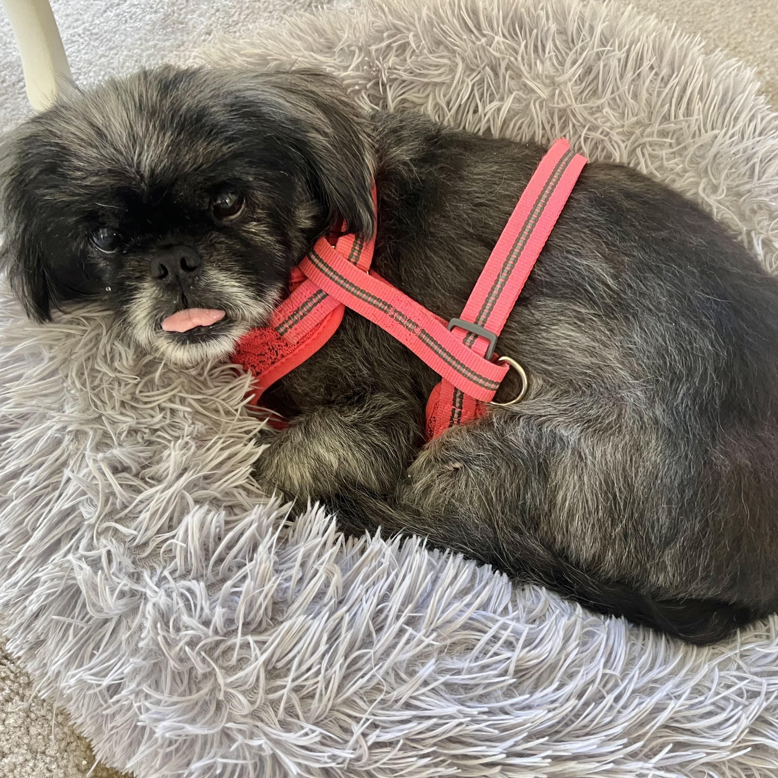 Enlarge Holly, an adopted mixed breed in Bradenton, FL image 1/3