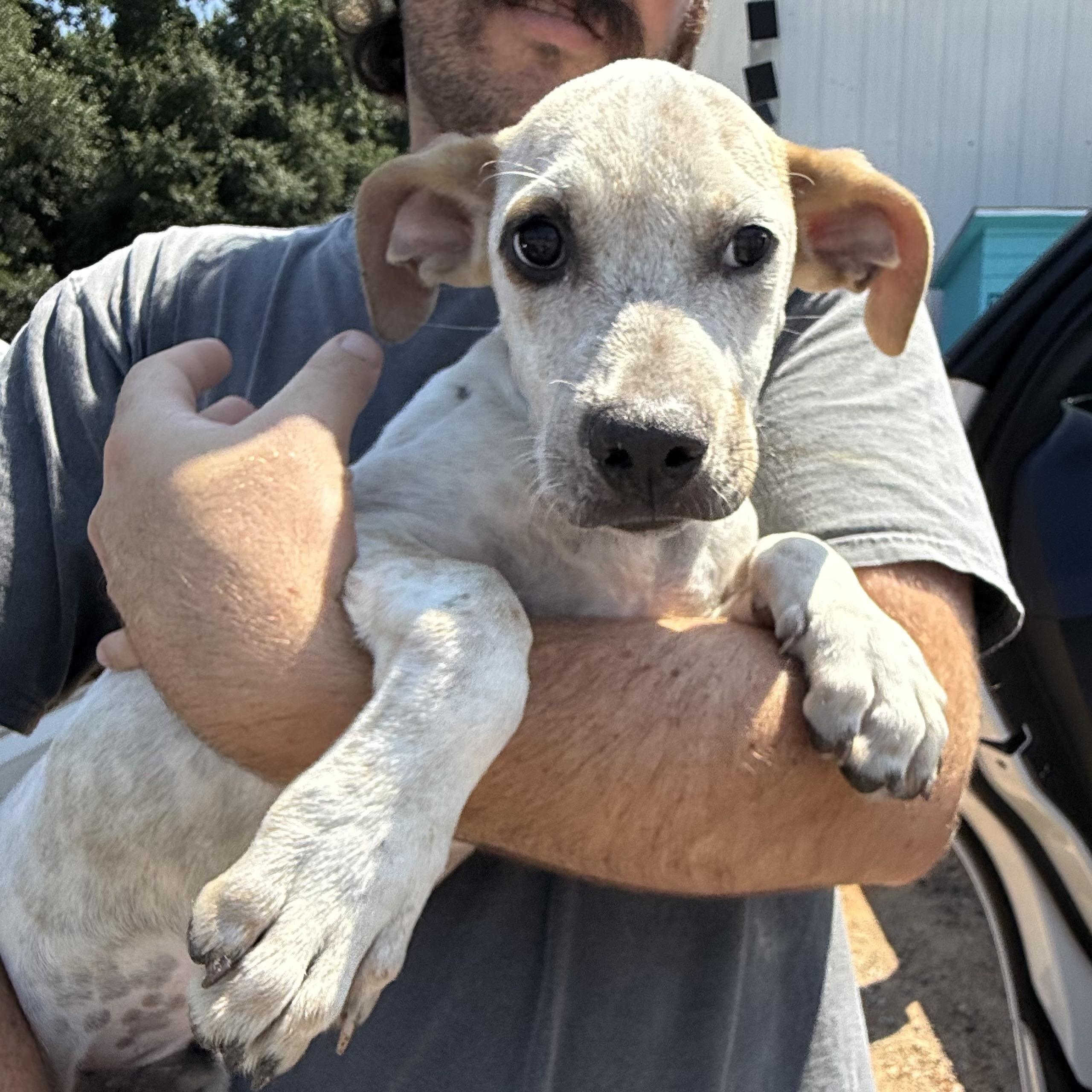 Enlarge Fyron, a Adoptable Mixed Breed in Northwood, NH image 4/6