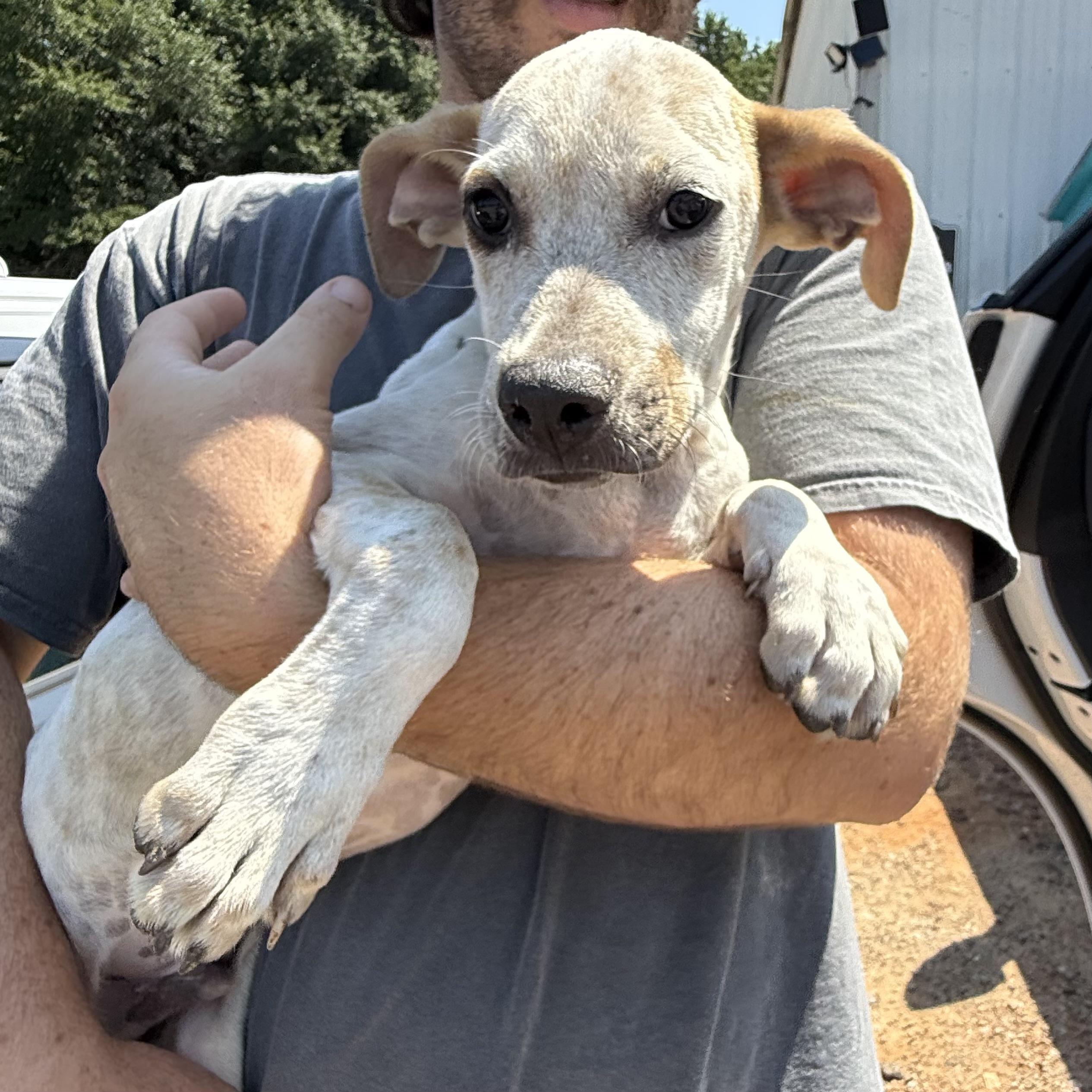 Enlarge Fyron, a Adoptable Mixed Breed in Northwood, NH image 5/6