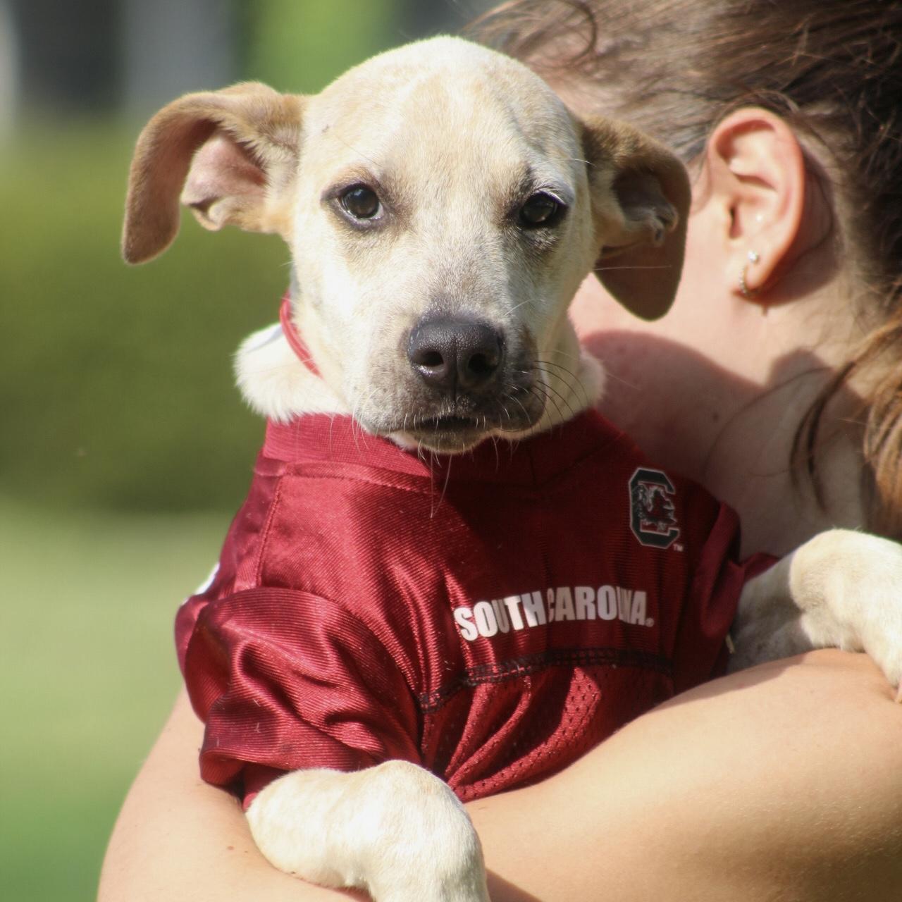 Enlarge Fyron, a Adoptable Mixed Breed in Northwood, NH image 1/6