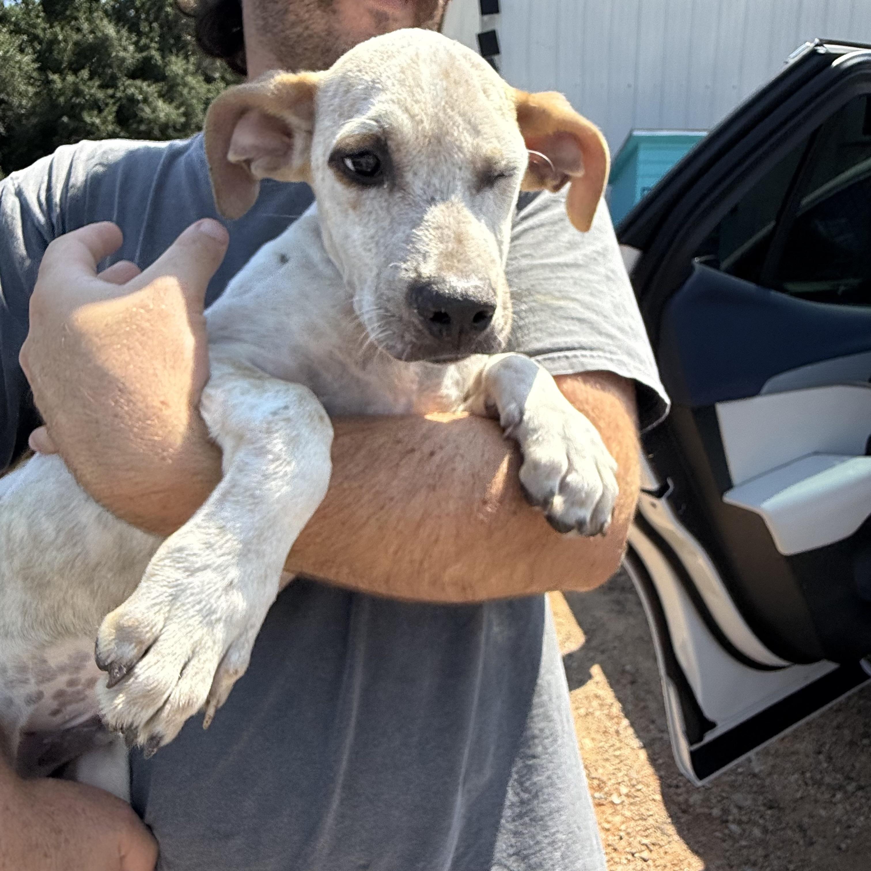 Enlarge Fyron, a Adoptable Mixed Breed in Northwood, NH image 6/6