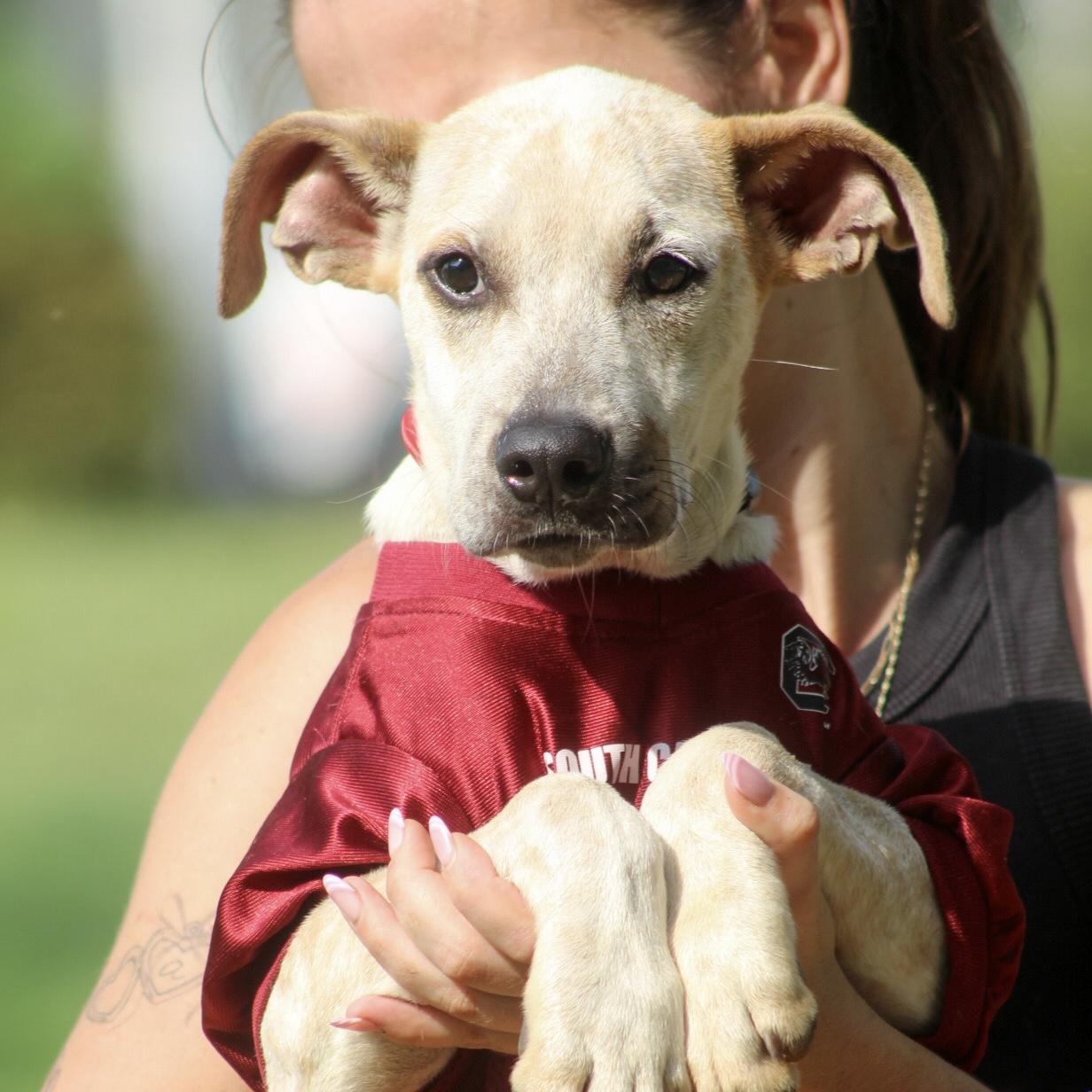 Enlarge Fyron, a Adoptable Mixed Breed in Northwood, NH image 2/6