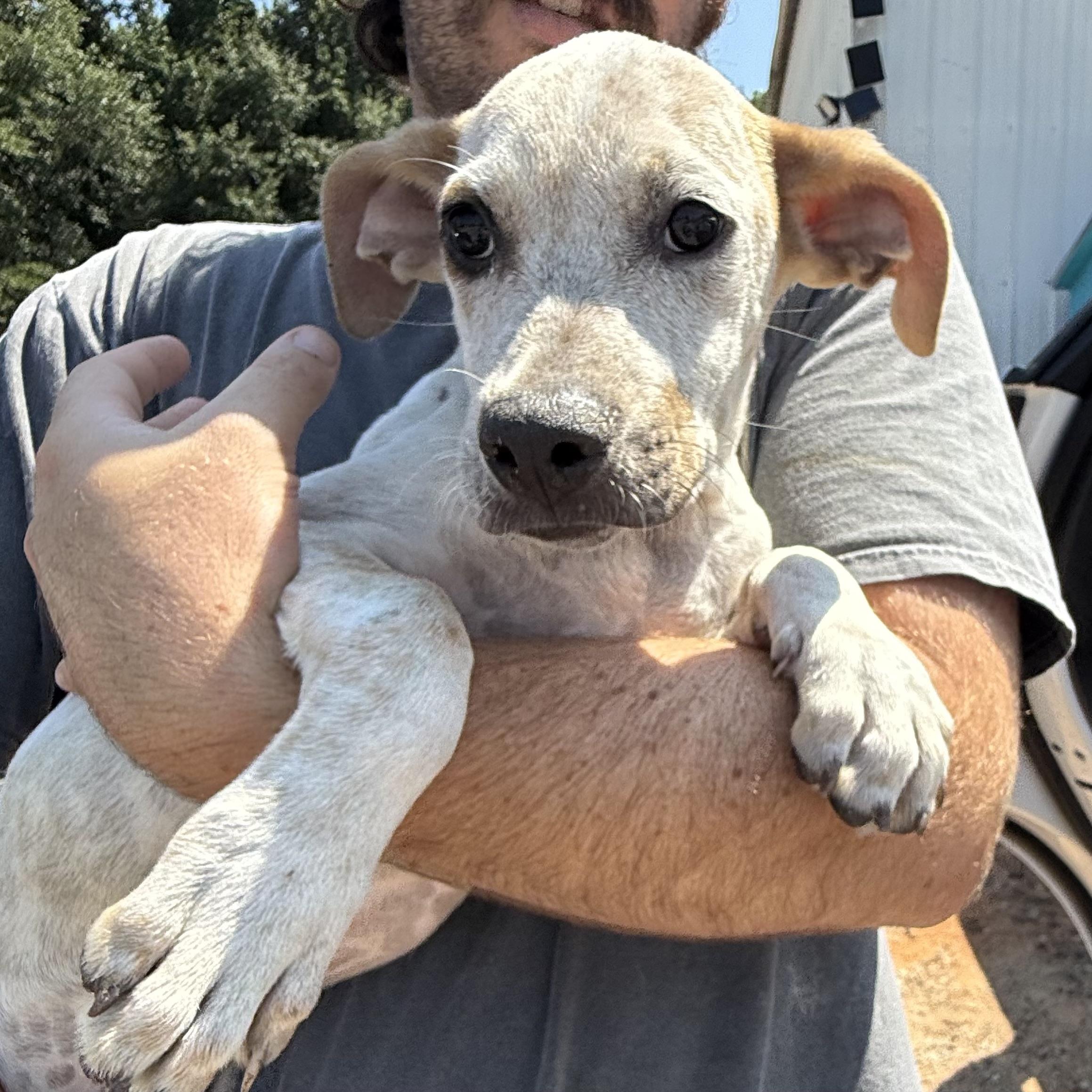 Enlarge Fyron, a Adoptable Mixed Breed in Northwood, NH image 3/6