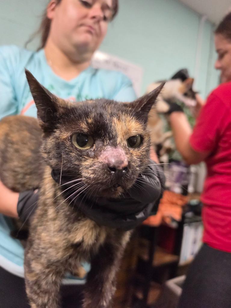 October, Adoptable, Young Female Domestic Short Hair.
