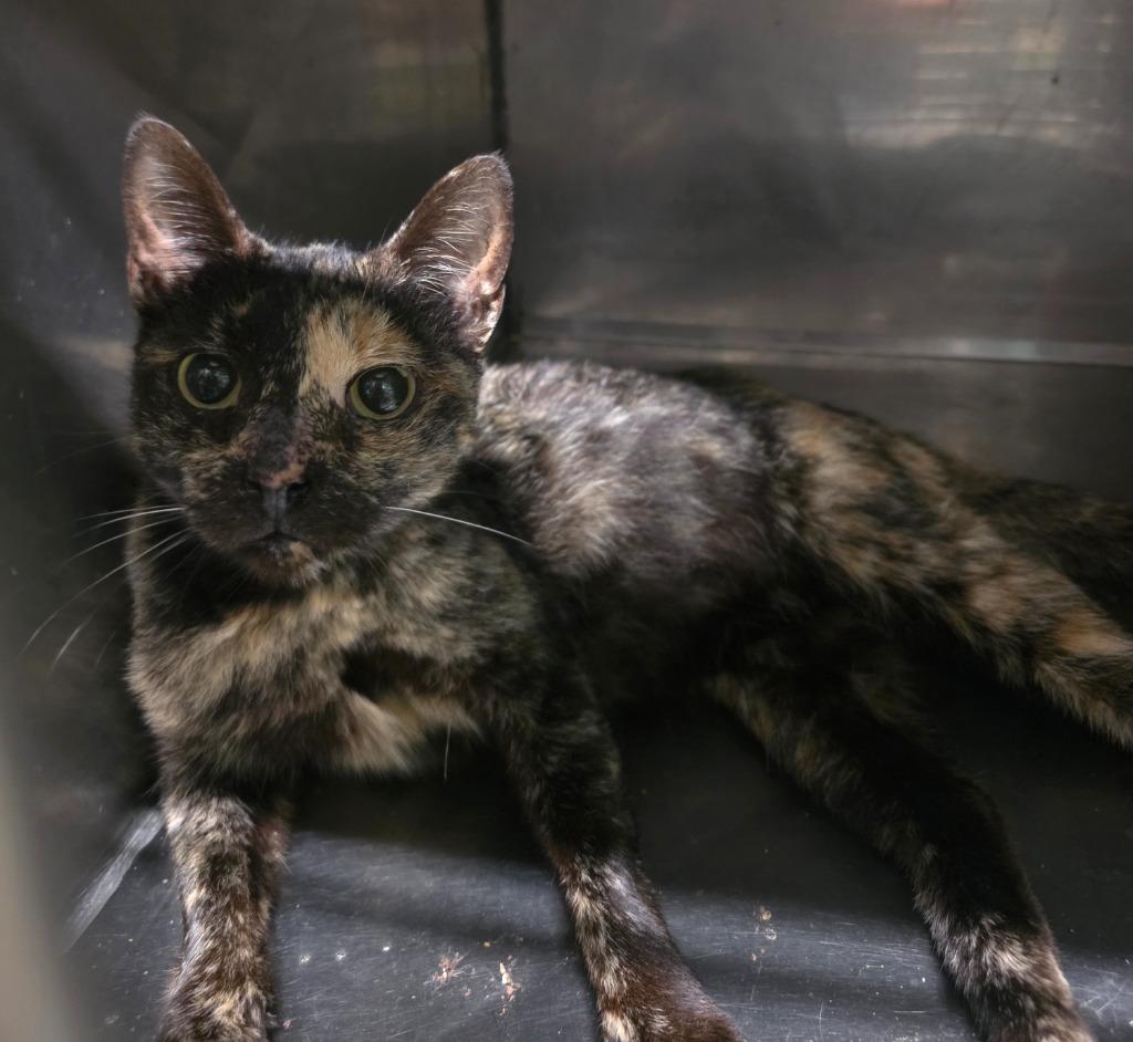 Enlarge October, a Adoptable mixed breed in Rockport, TX image 2/2