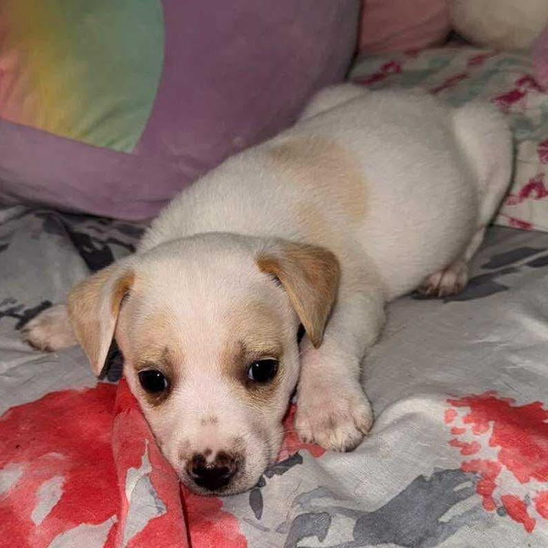 Clover, Adoptable, Puppy Female Terrier & Mixed Breed.