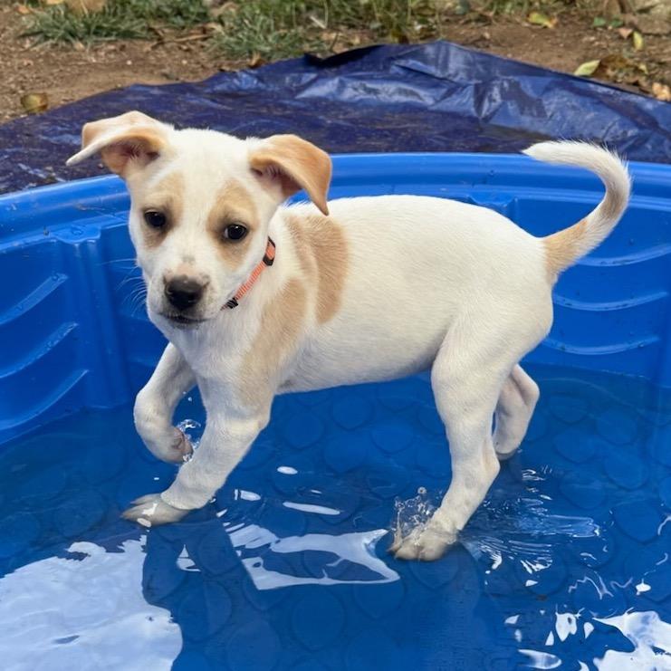 Enlarge Clover, a Adoptable mixed breed in San Diego, CA image 2/6